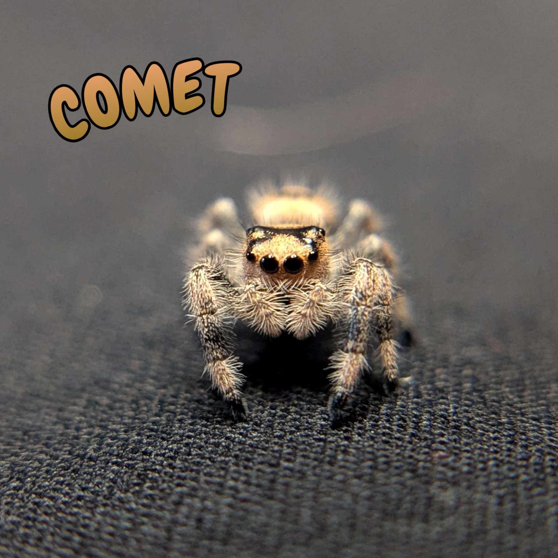 Regal Jumping Spider "Comet"