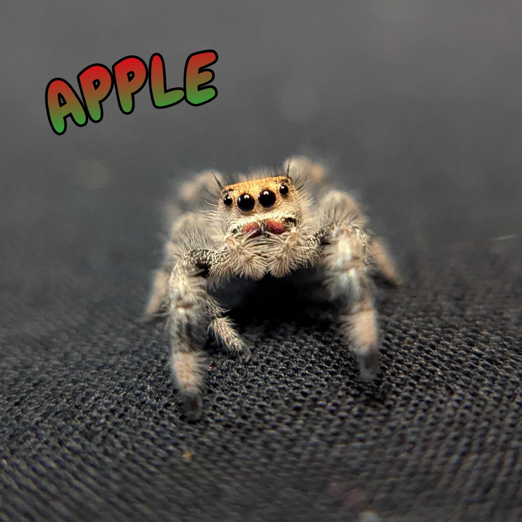 Regal Jumping Spider "Apple"
