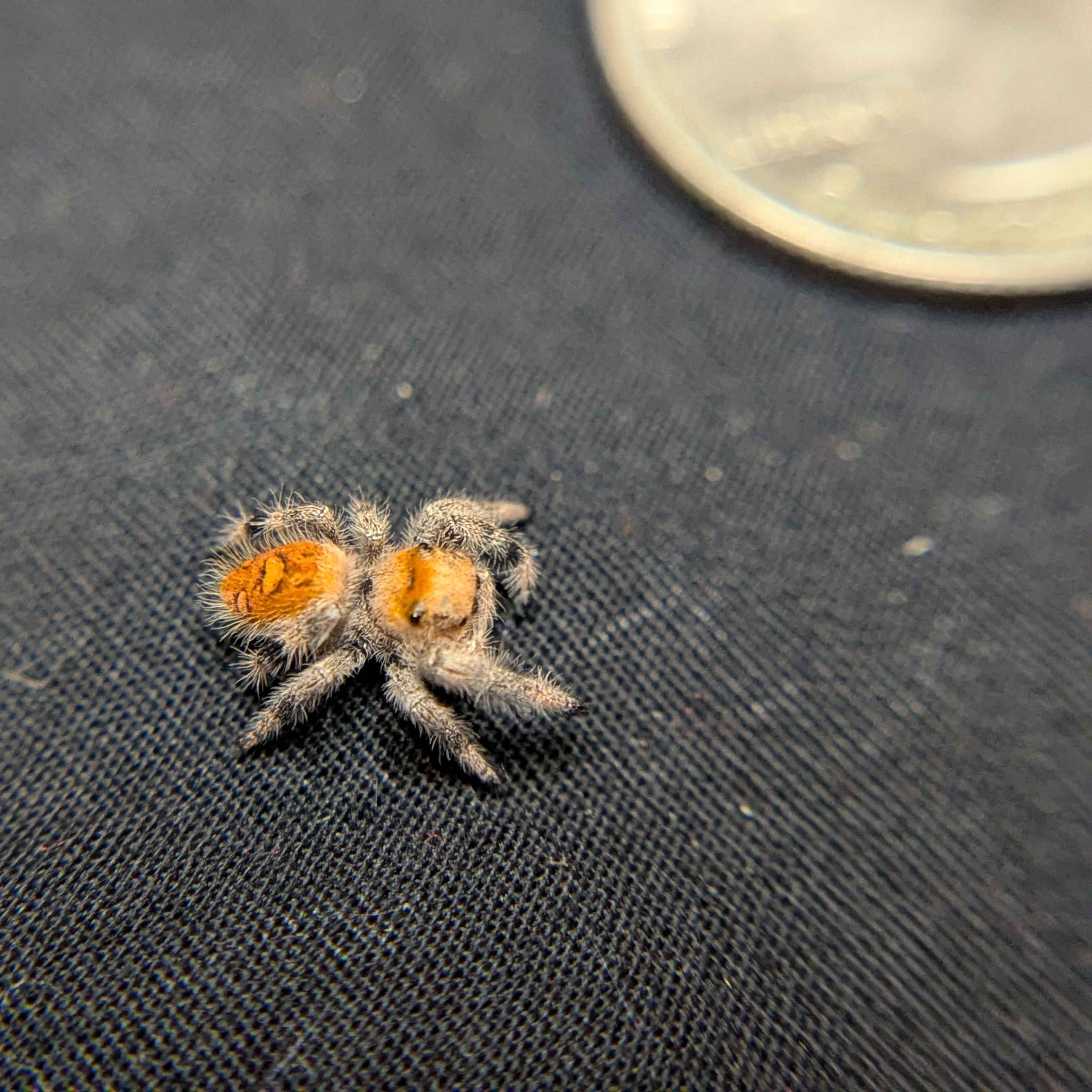 Regal Jumping Spider “Solstice”