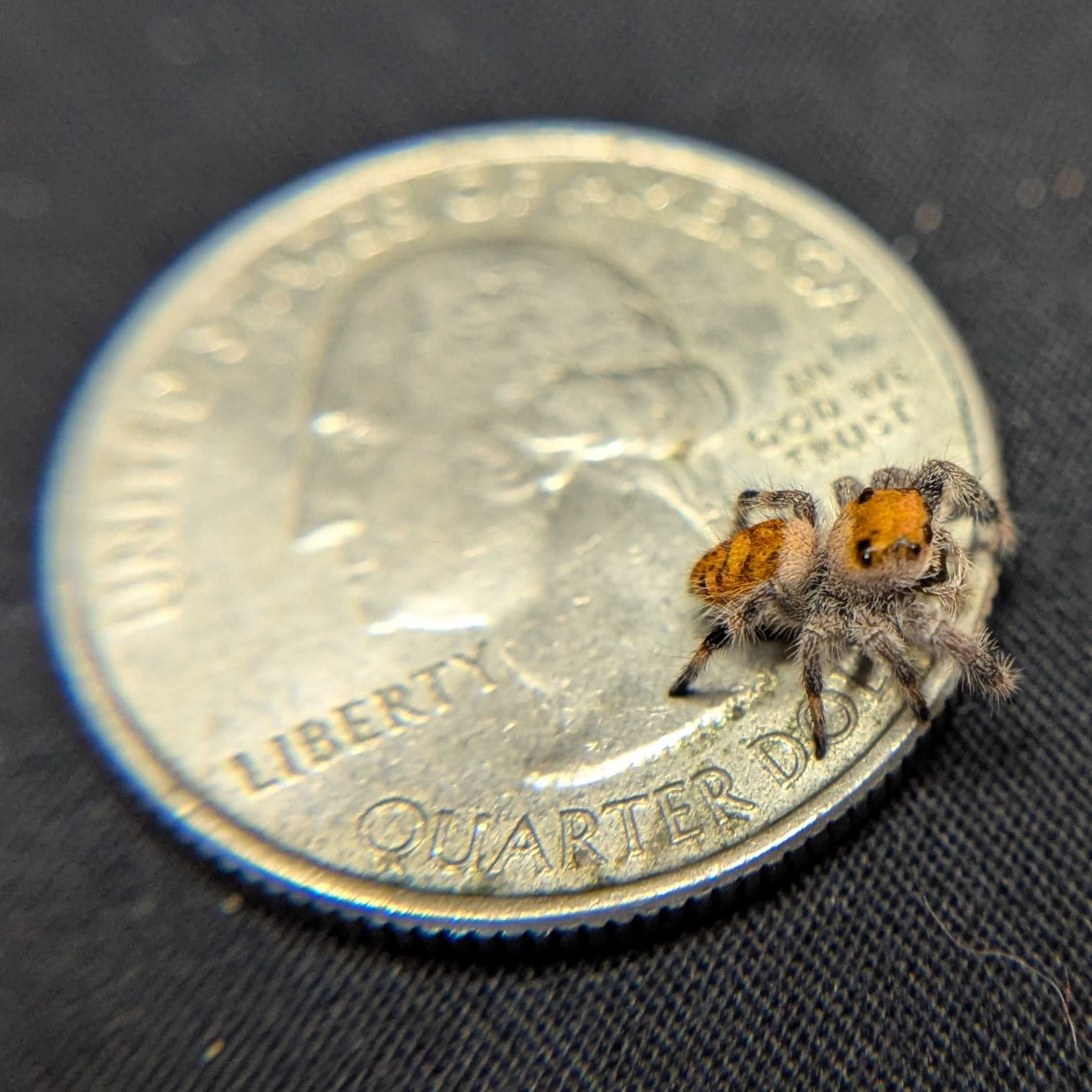 Regal Jumping Spider “Copper”