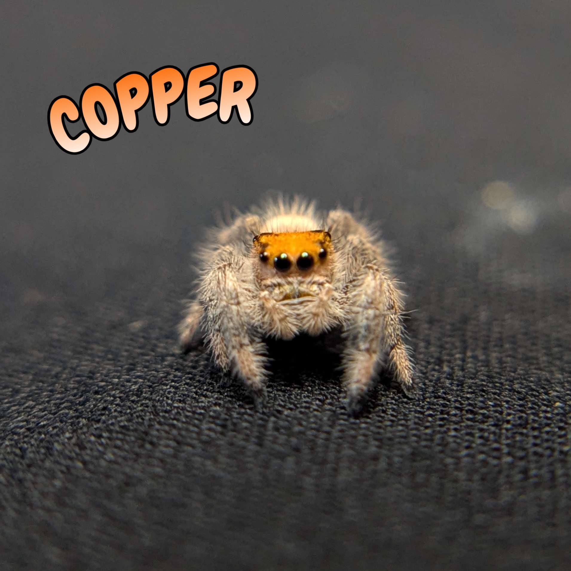 Regal Jumping Spider “Copper”