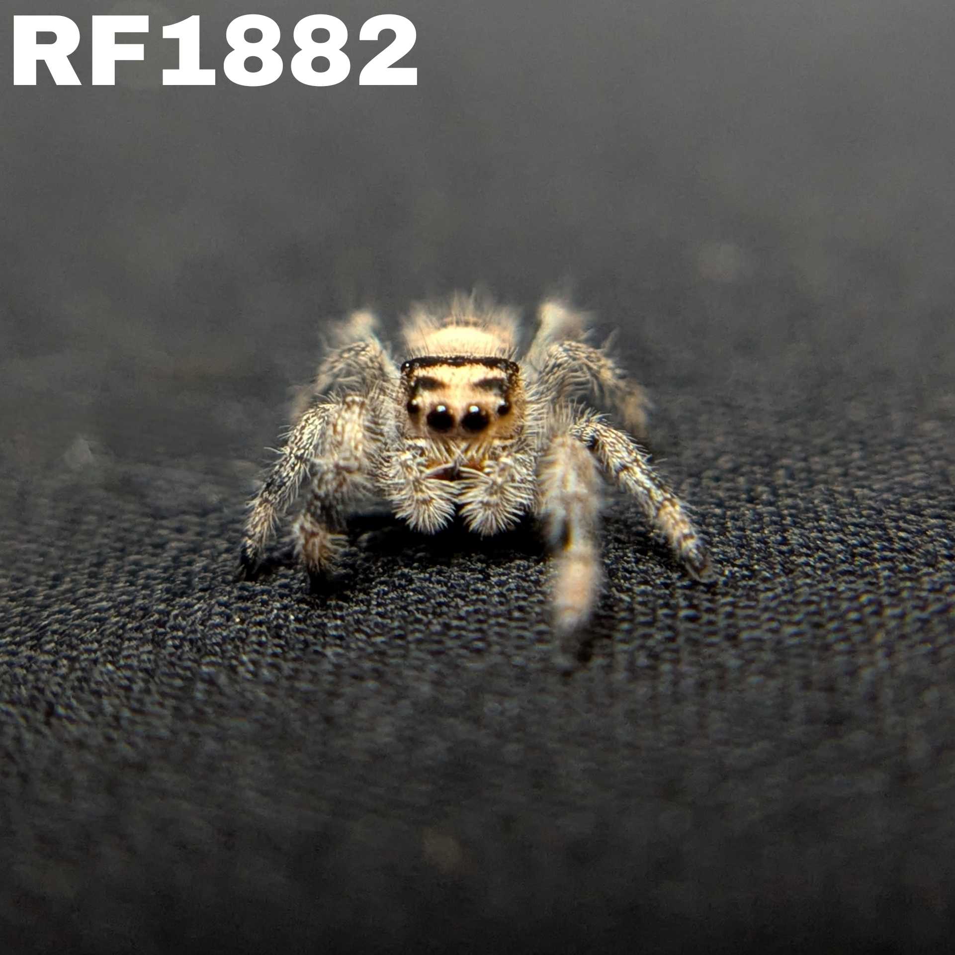 Regal Jumping Spider "Wheat"