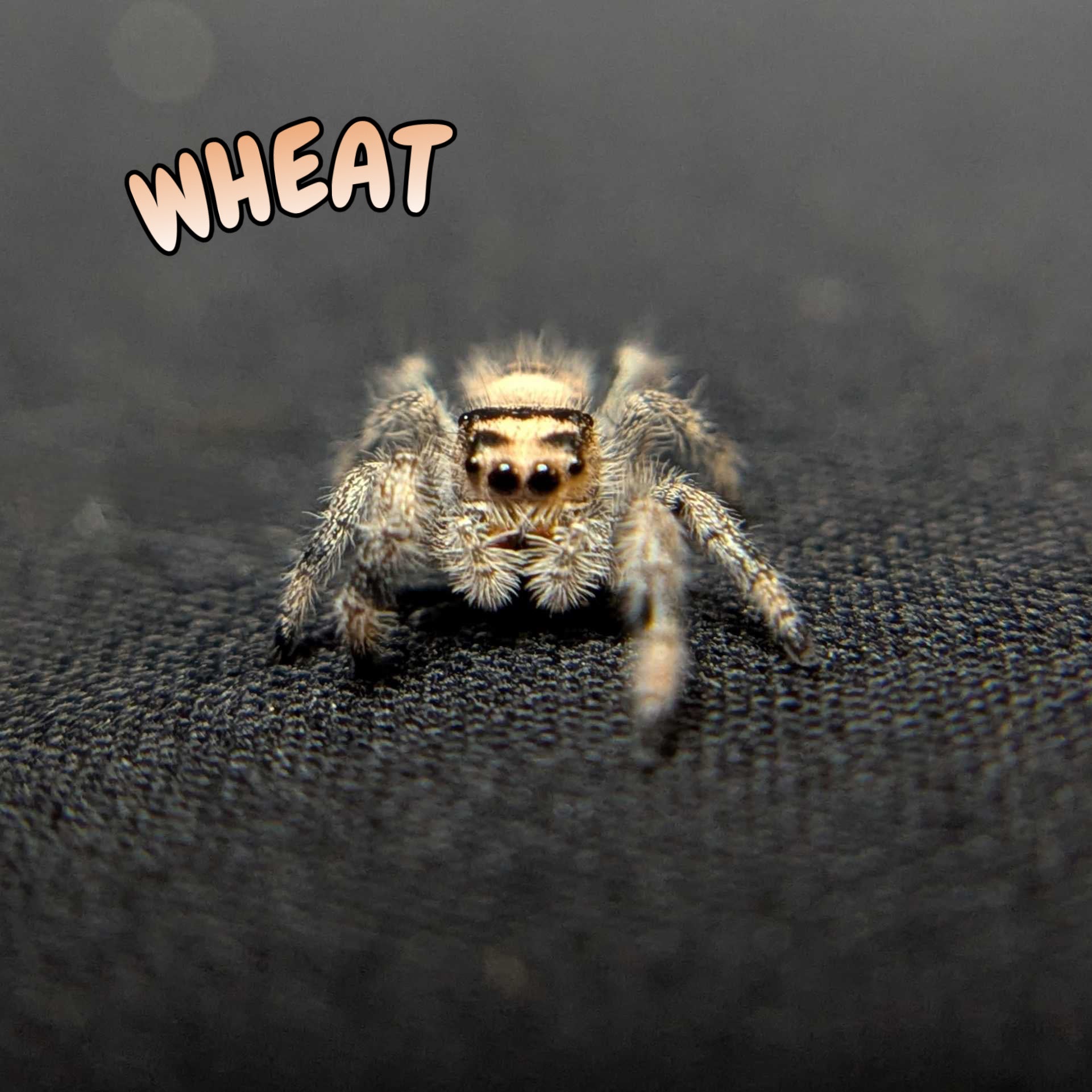 Regal Jumping Spider "Wheat"