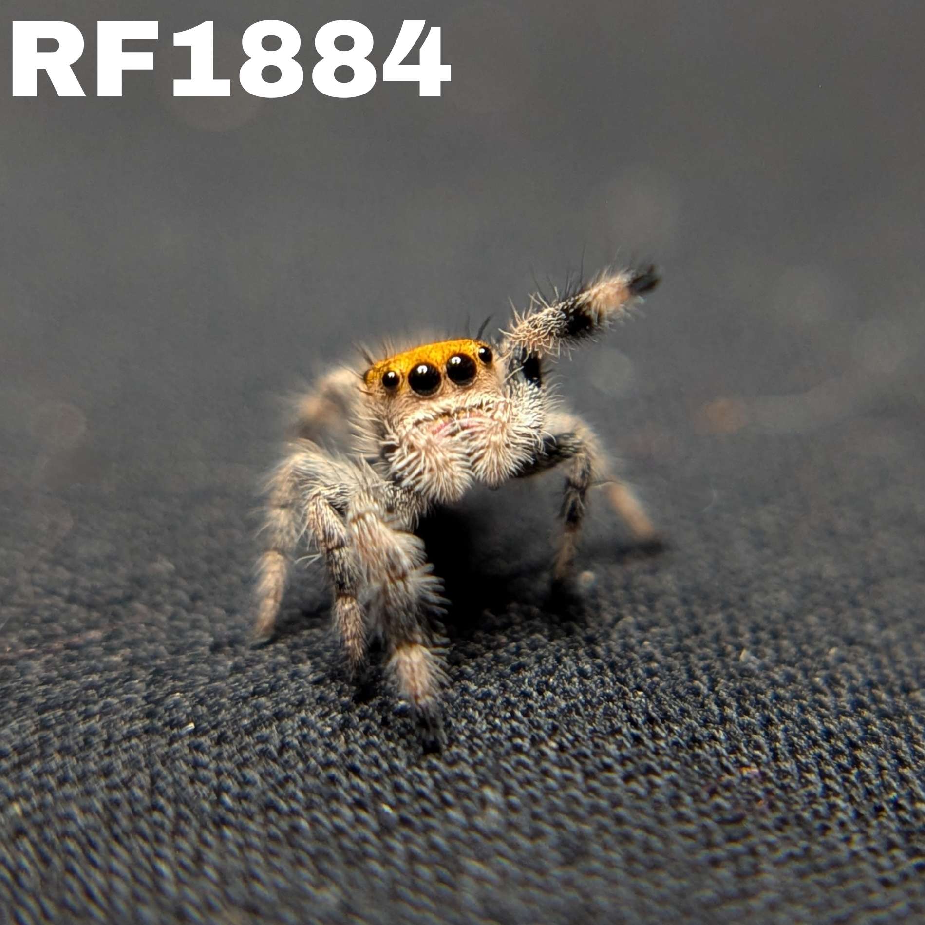 Regal Jumping Spider "Gumdrop"