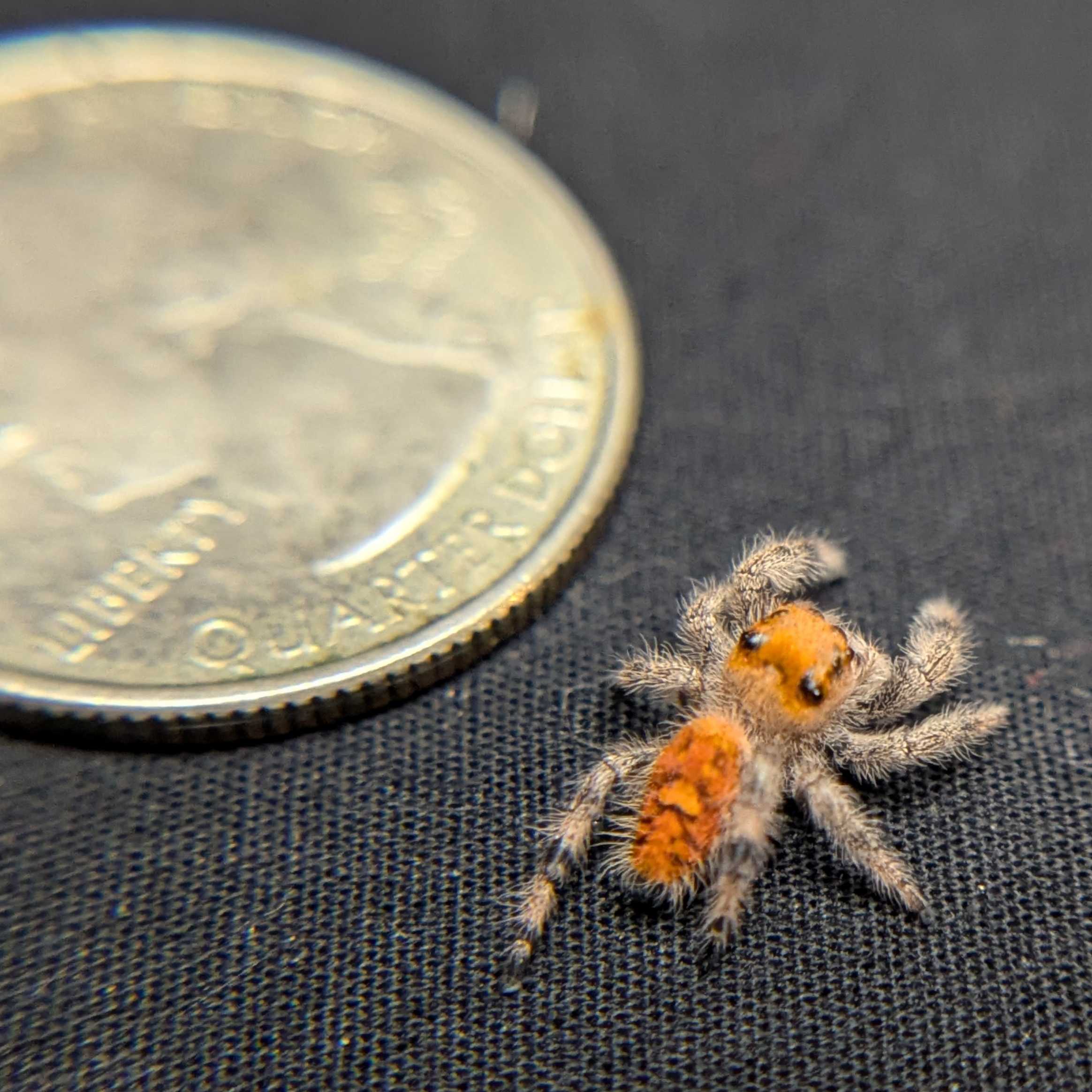 Regal Jumping Spider "Sugarplum"