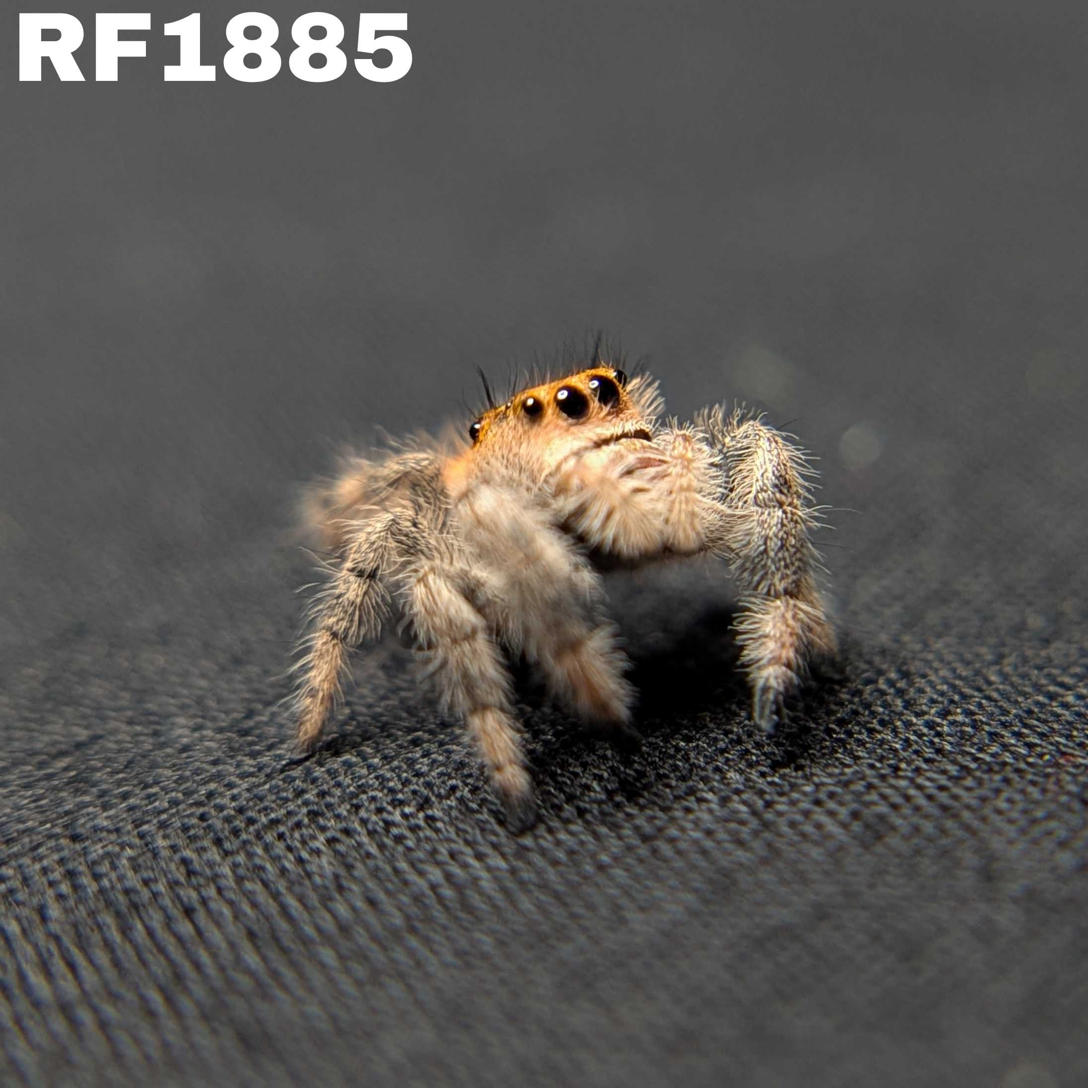 Regal Jumping Spider "Sugarplum"
