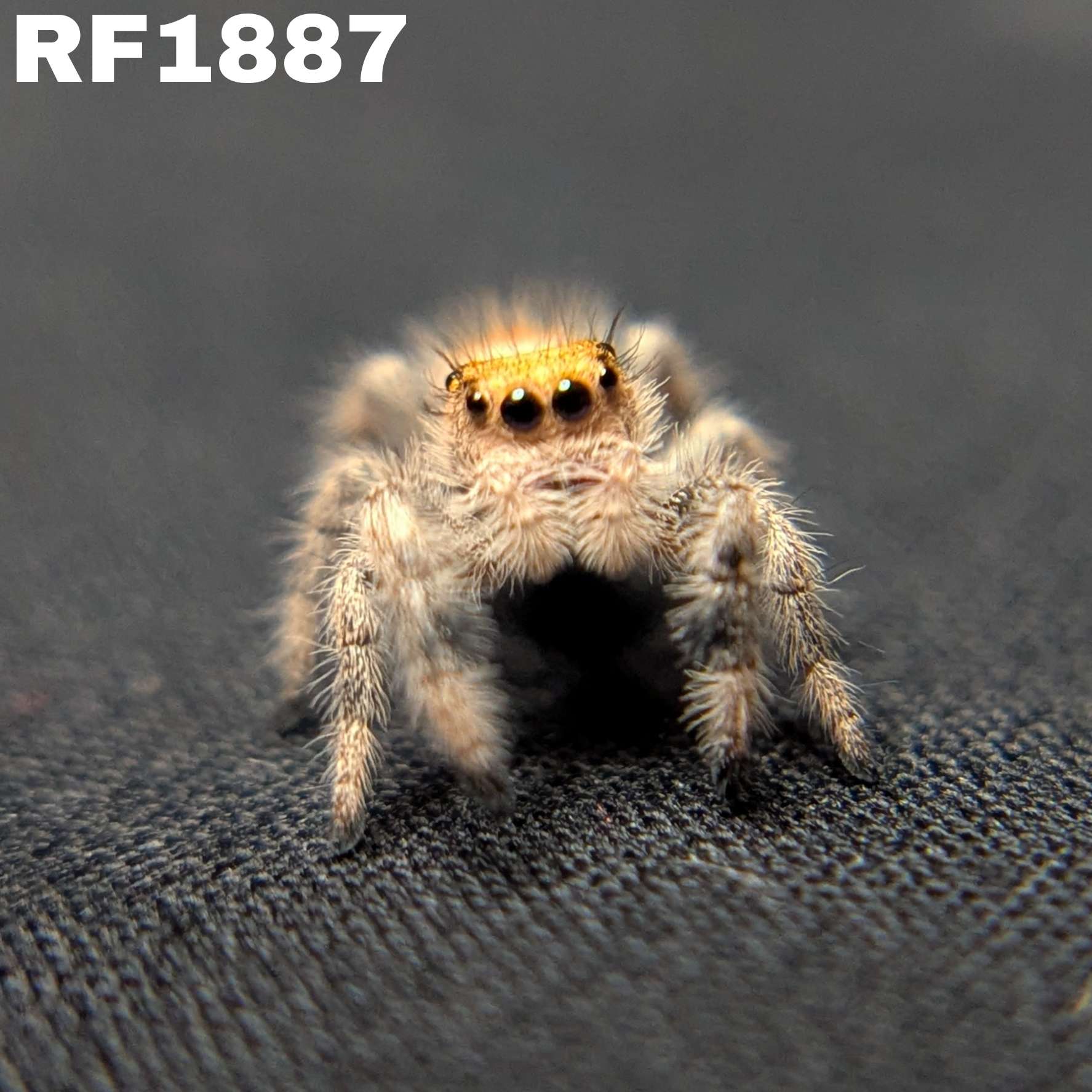 Regal Jumping Spider “Fury”