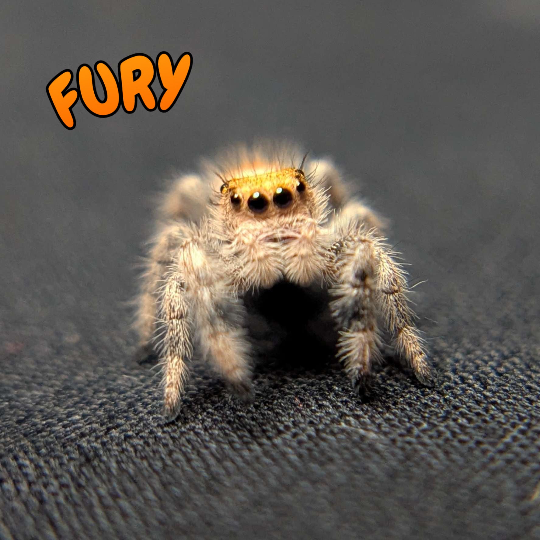 Regal Jumping Spider “Fury”