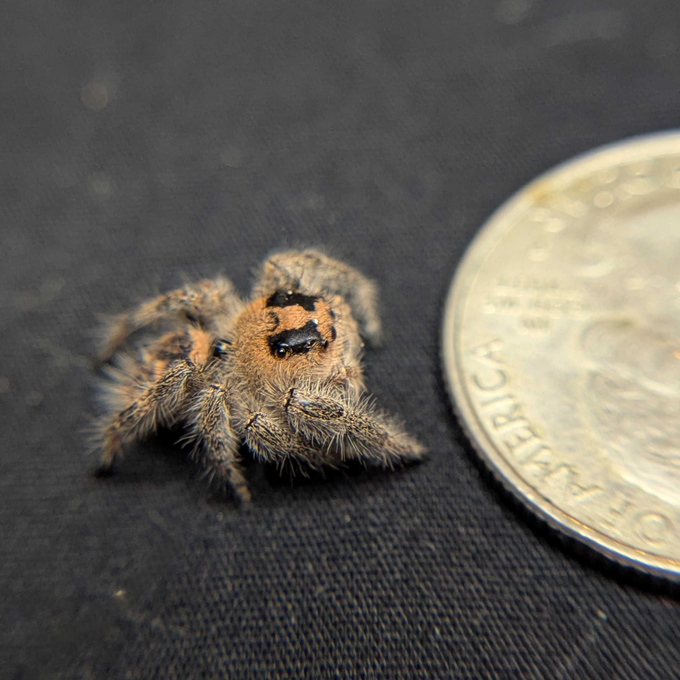 Regal Jumping Spider "Daisy"