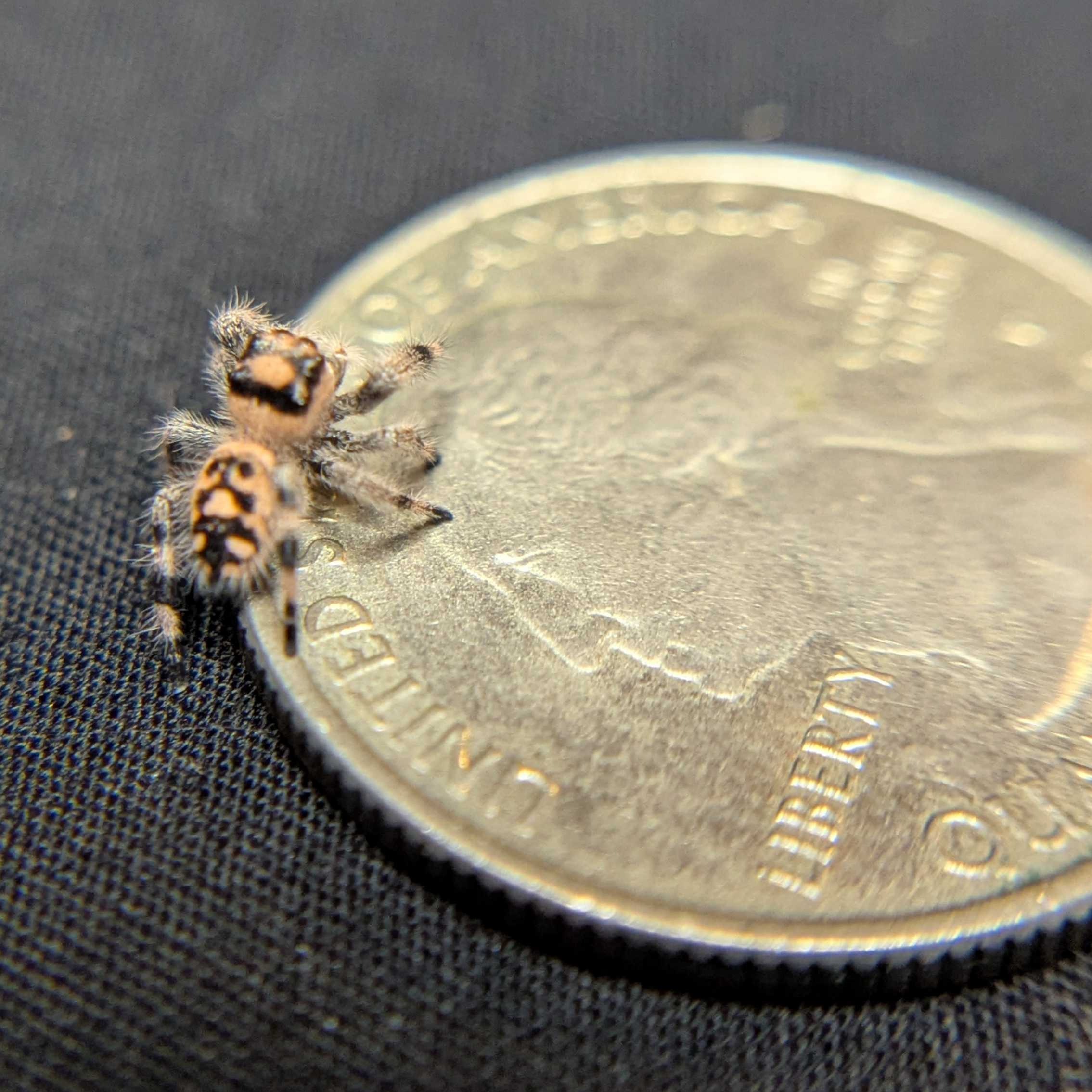 Regal Jumping Spider "Barley"