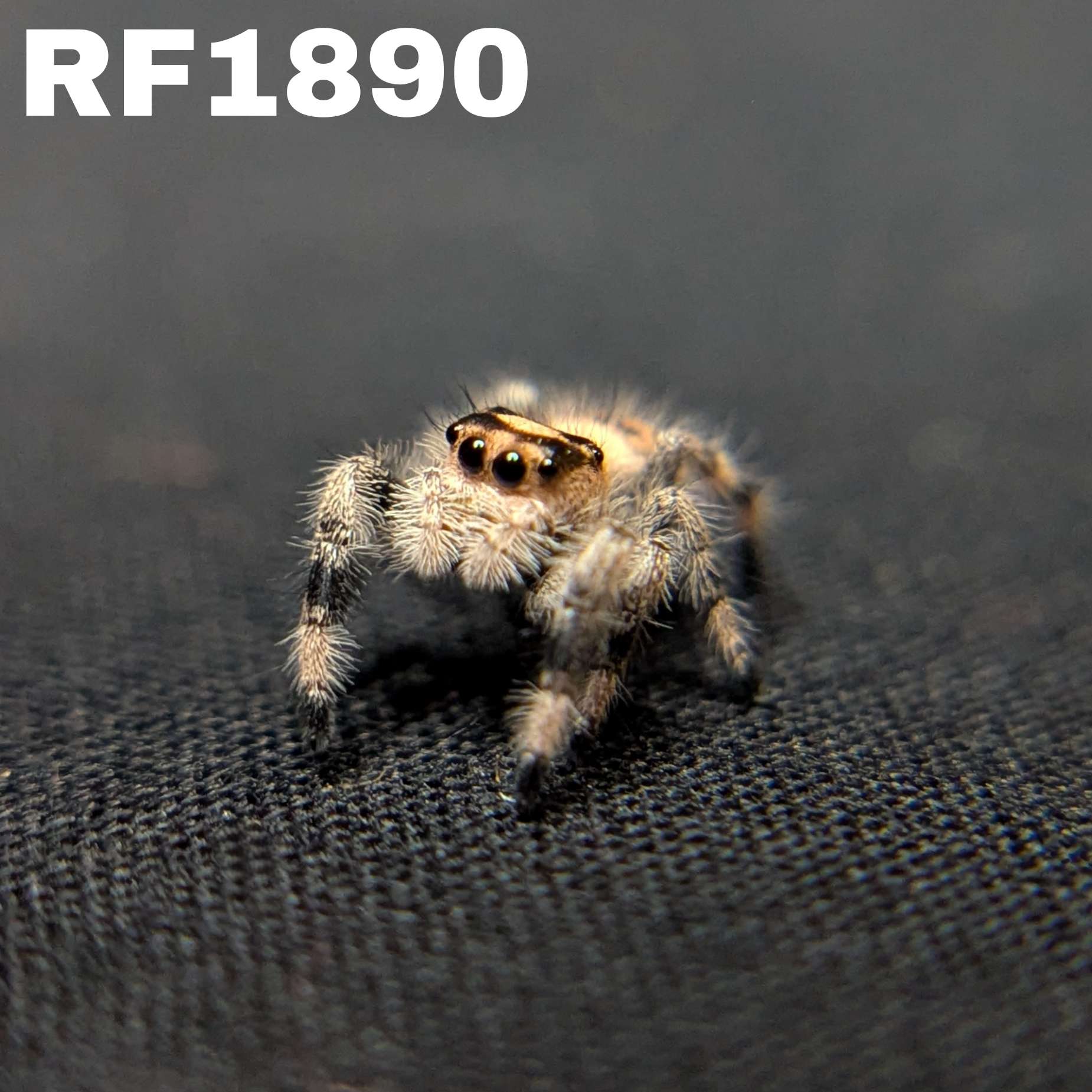 Regal Jumping Spider "Barley"