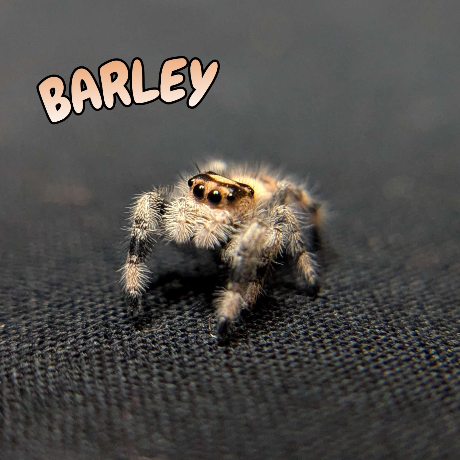 Regal Jumping Spider "Barley"
