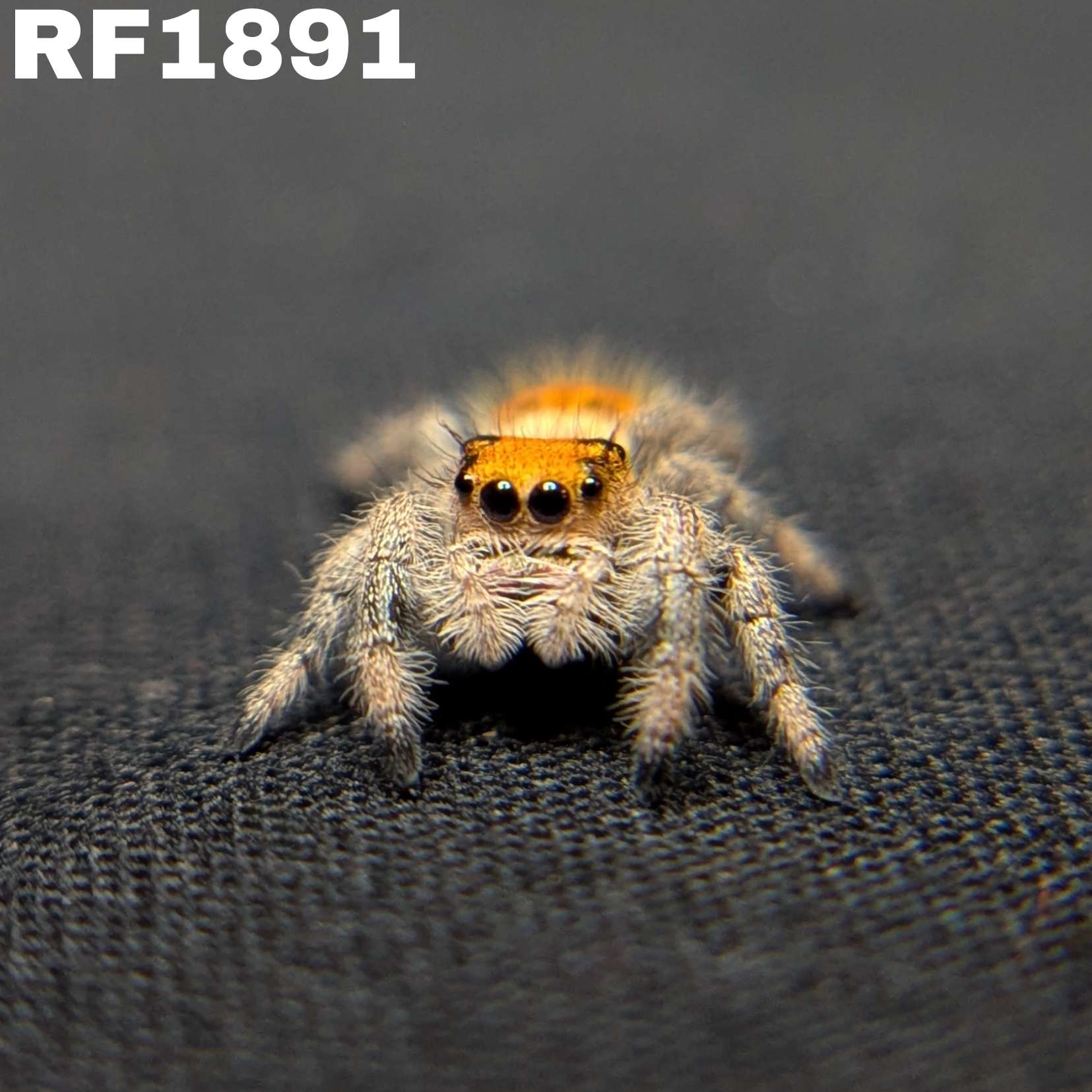 Regal Jumping Spider "Skittles"