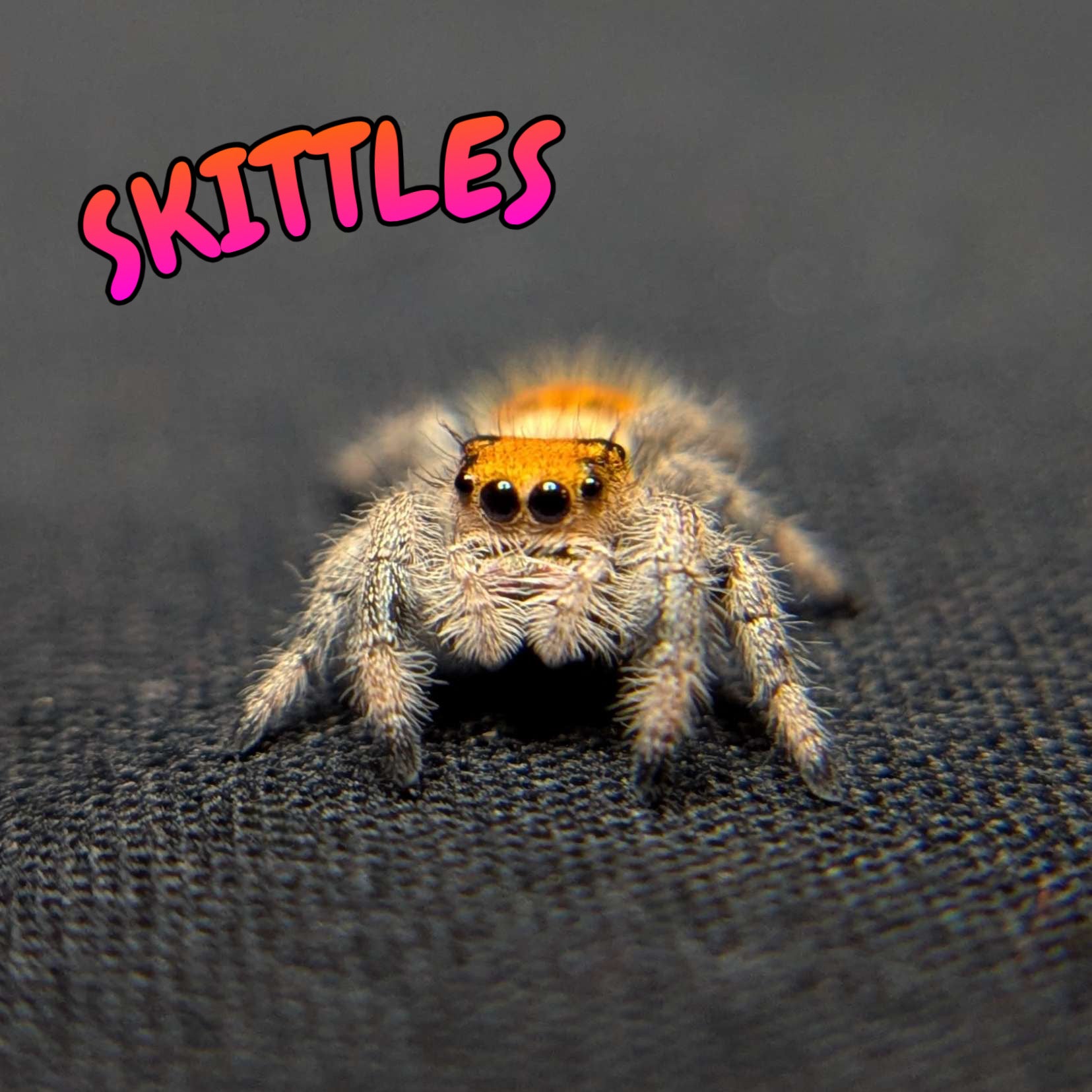Regal Jumping Spider "Skittles"