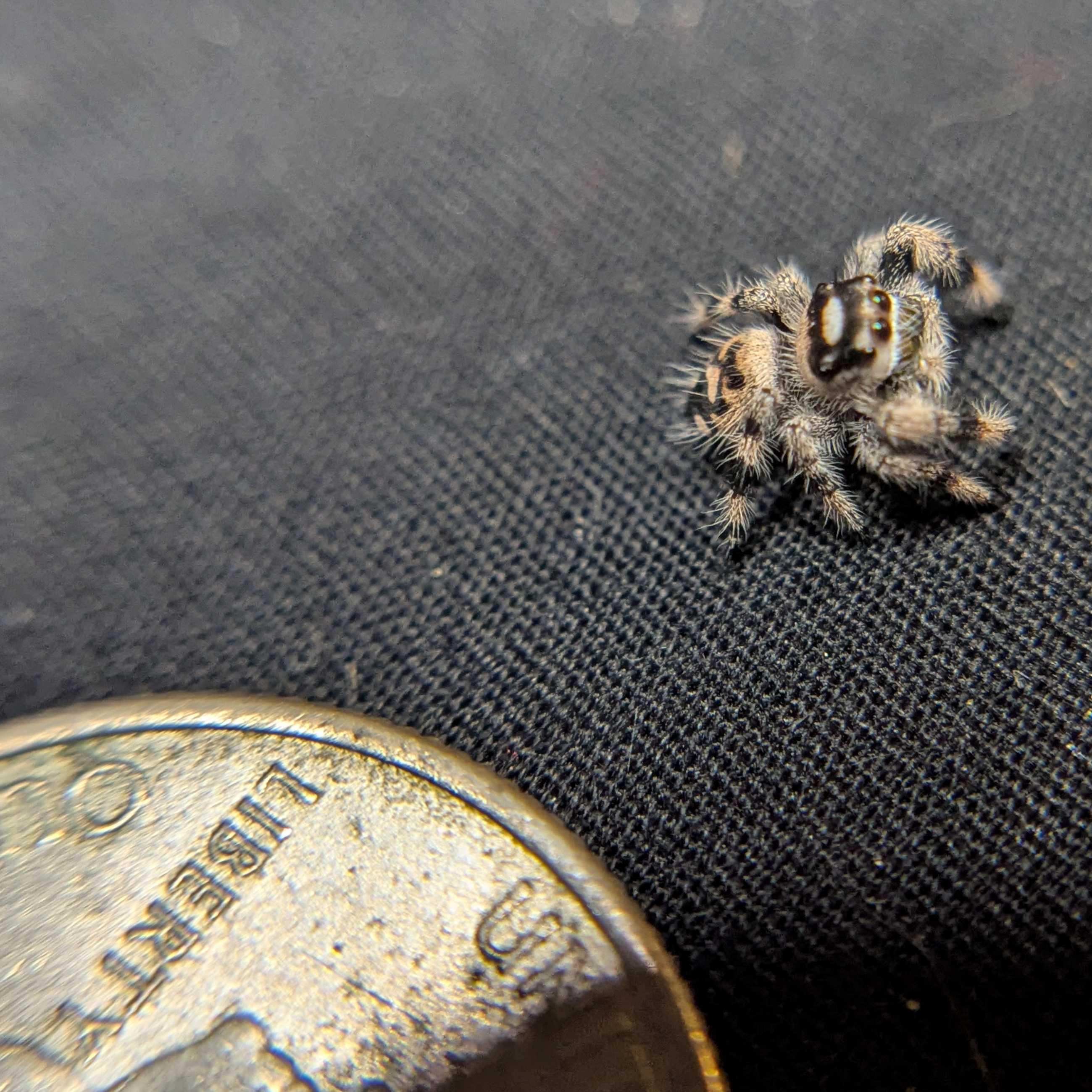Regal Jumping Spider “Indica”