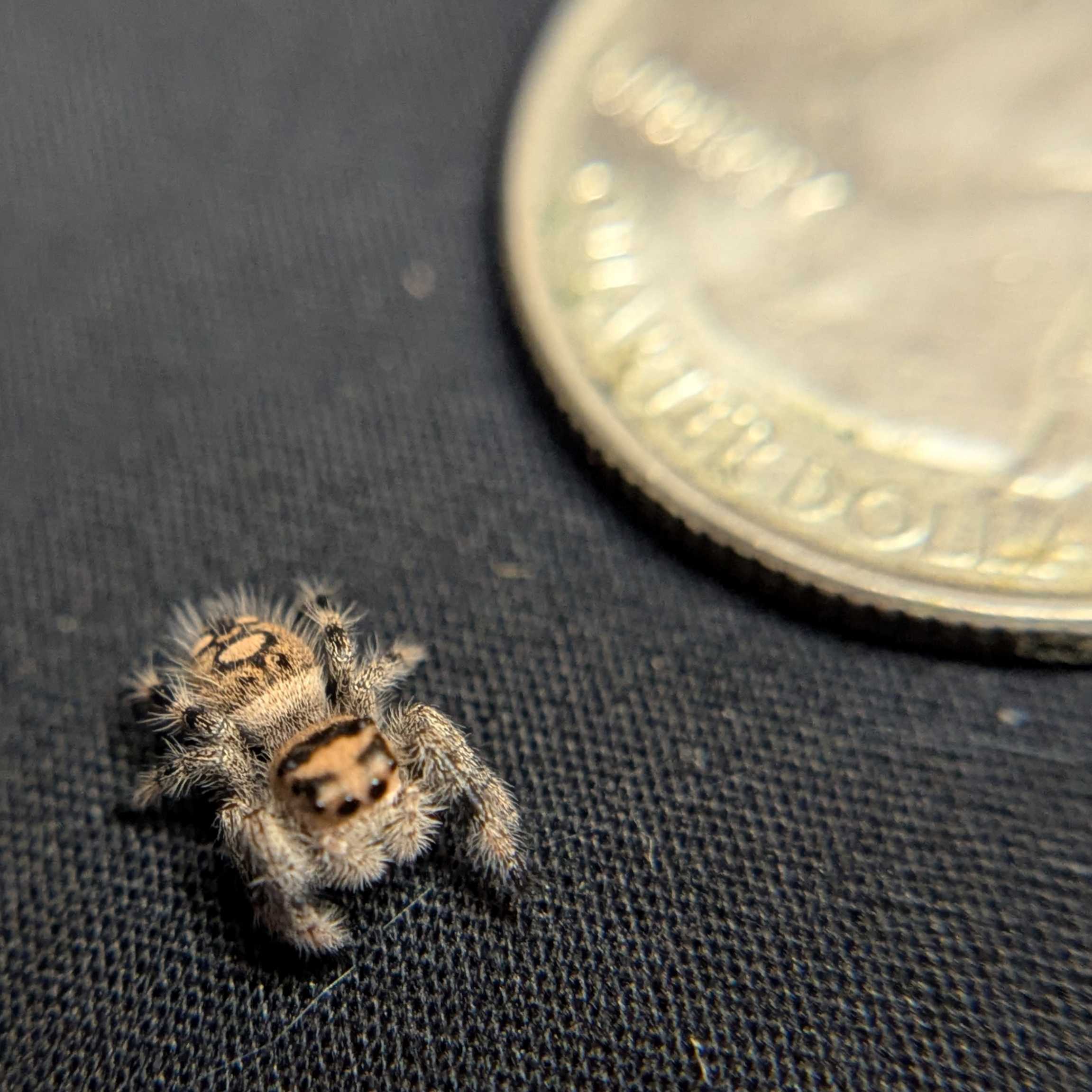 Regal Jumping Spider “Haze”