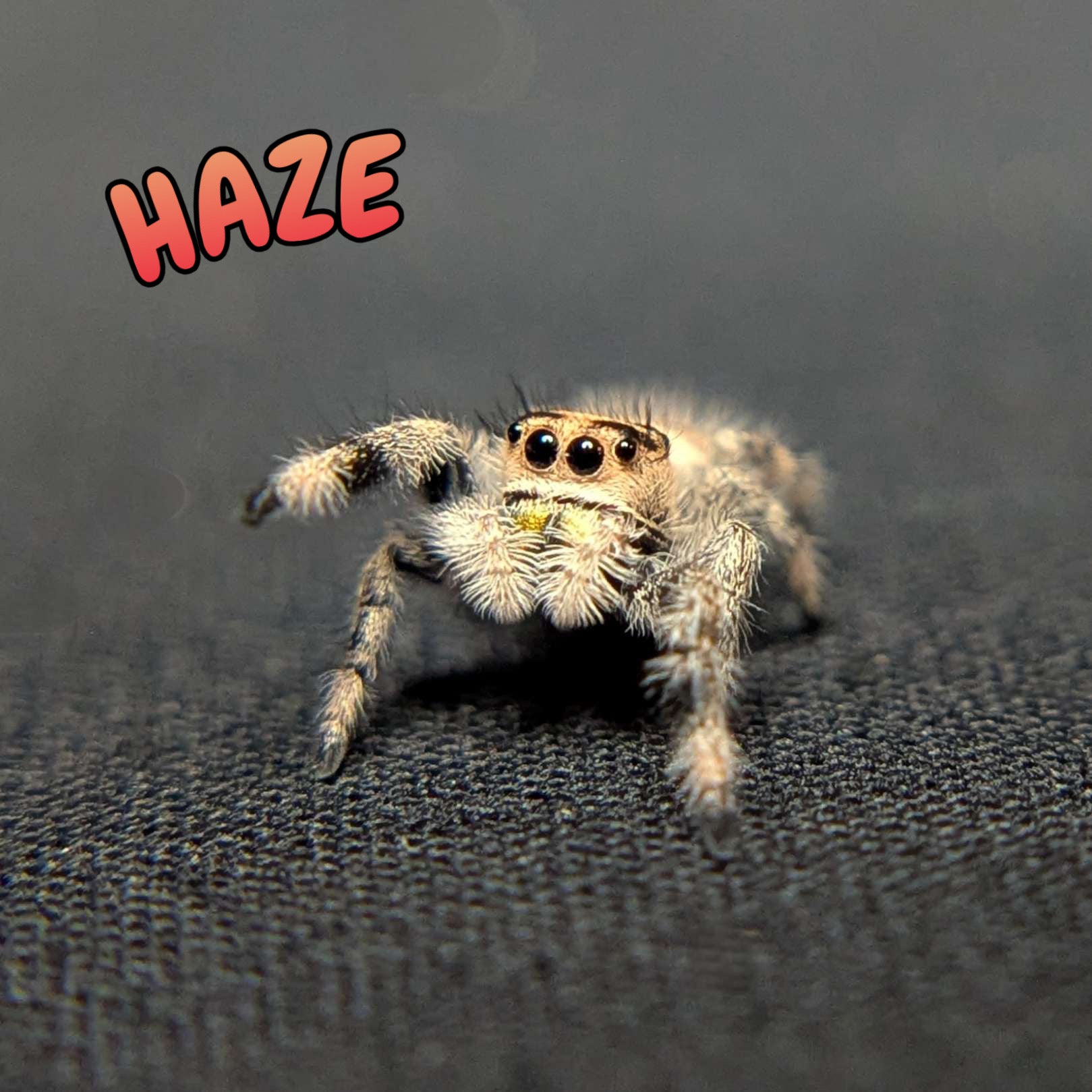 Regal Jumping Spider “Haze”