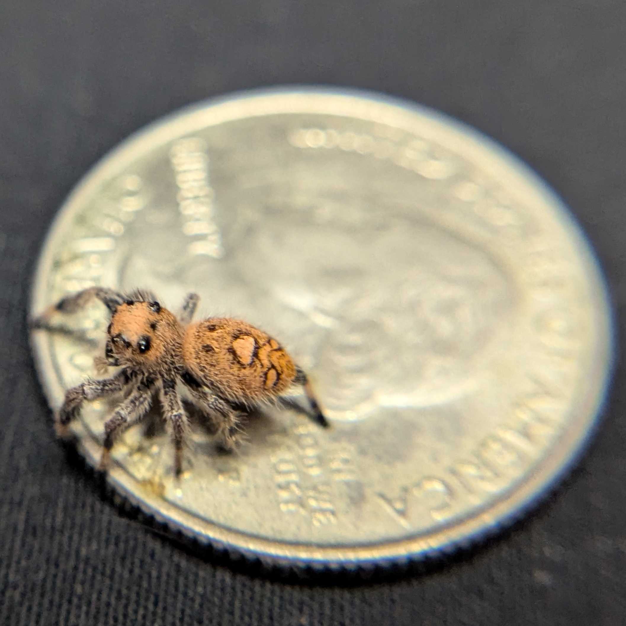 Regal Jumping Spider "Garnet"