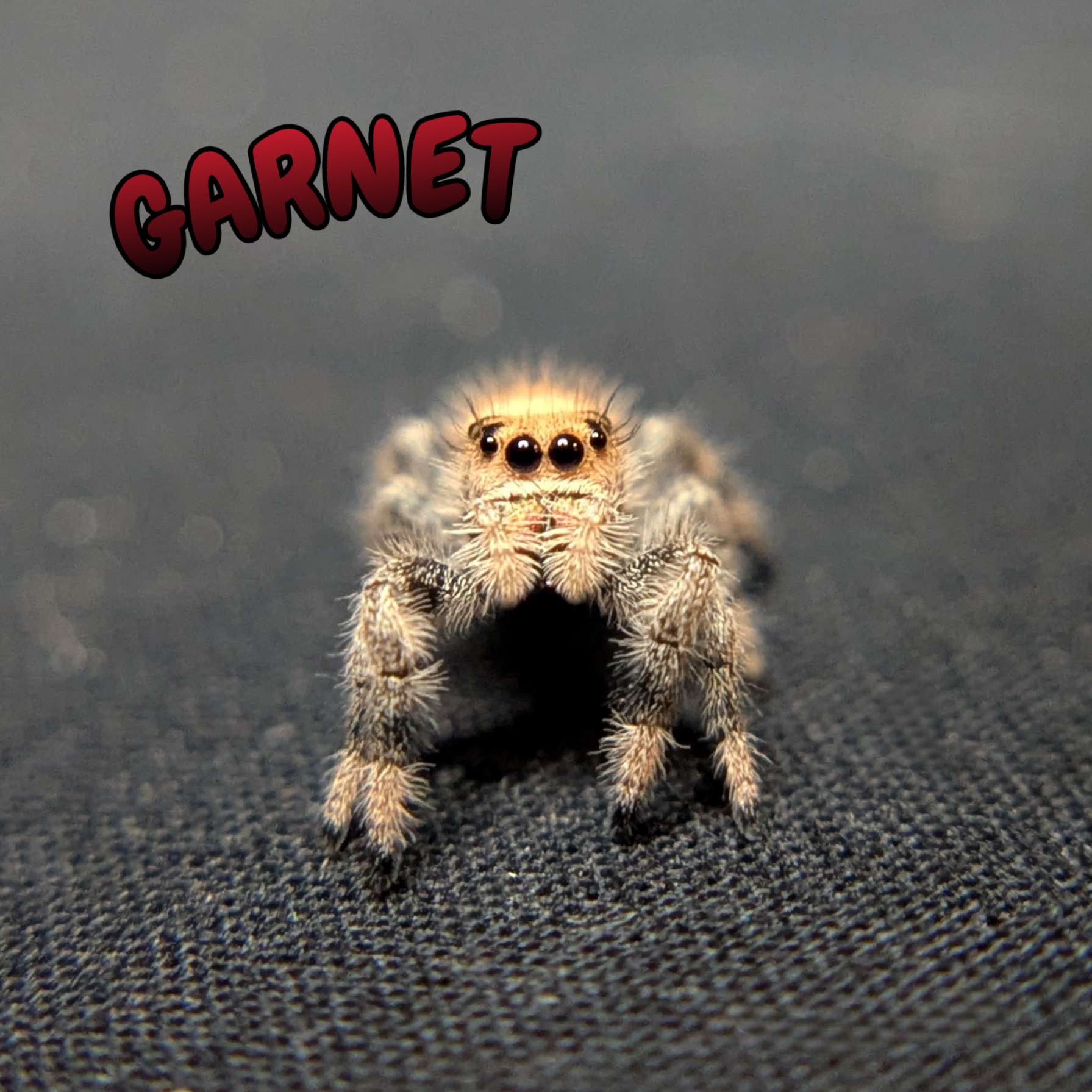 Regal Jumping Spider "Garnet"