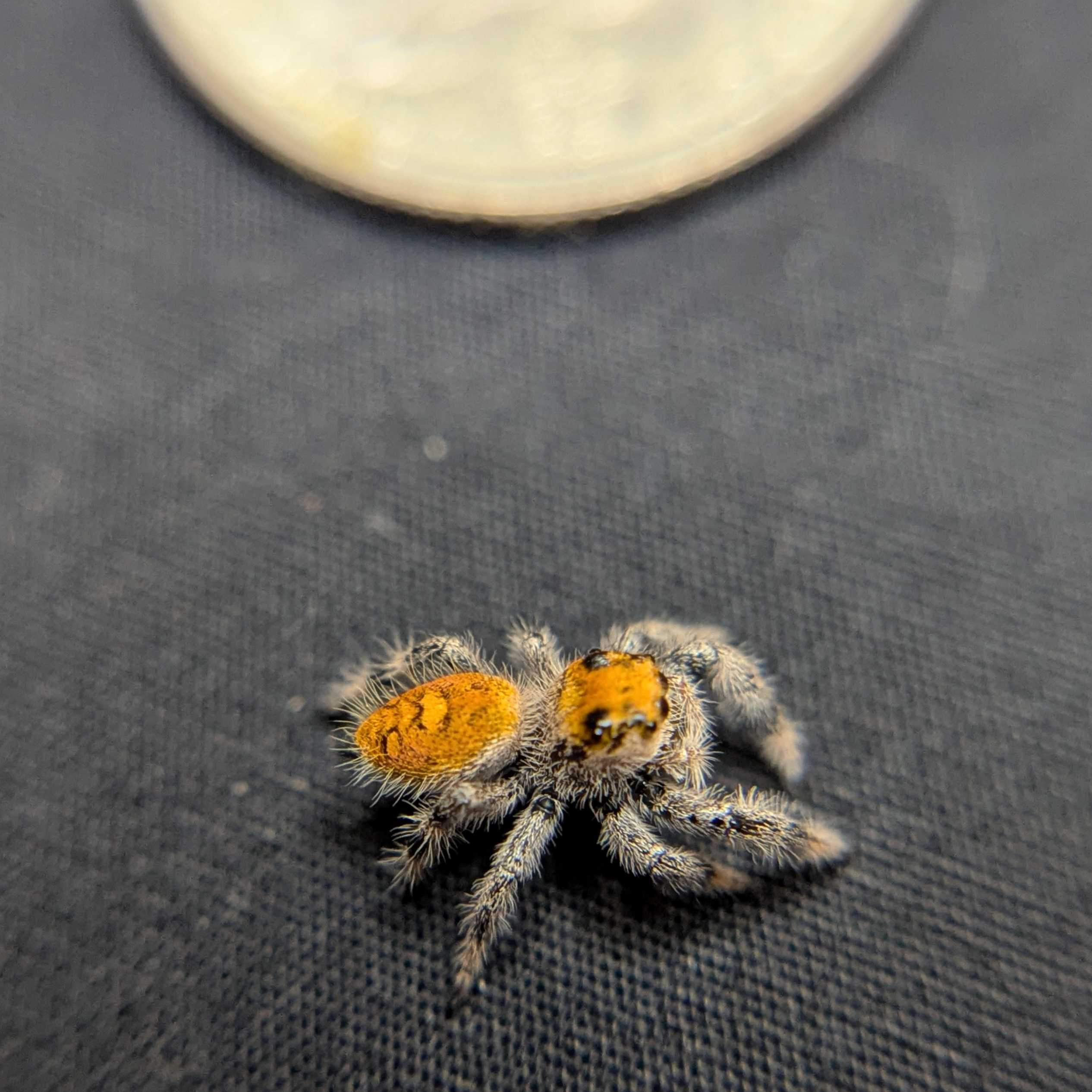 Regal Jumping Spider "Orange"