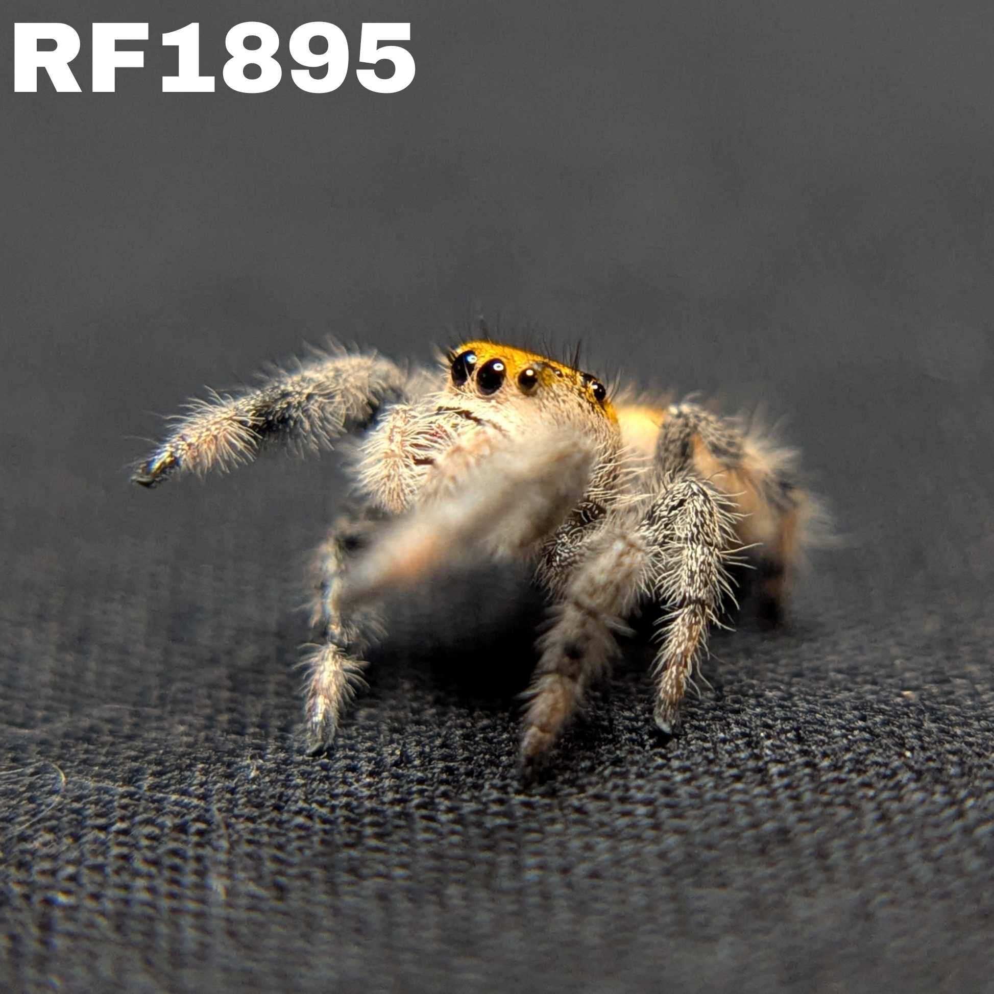Regal Jumping Spider "Orange"