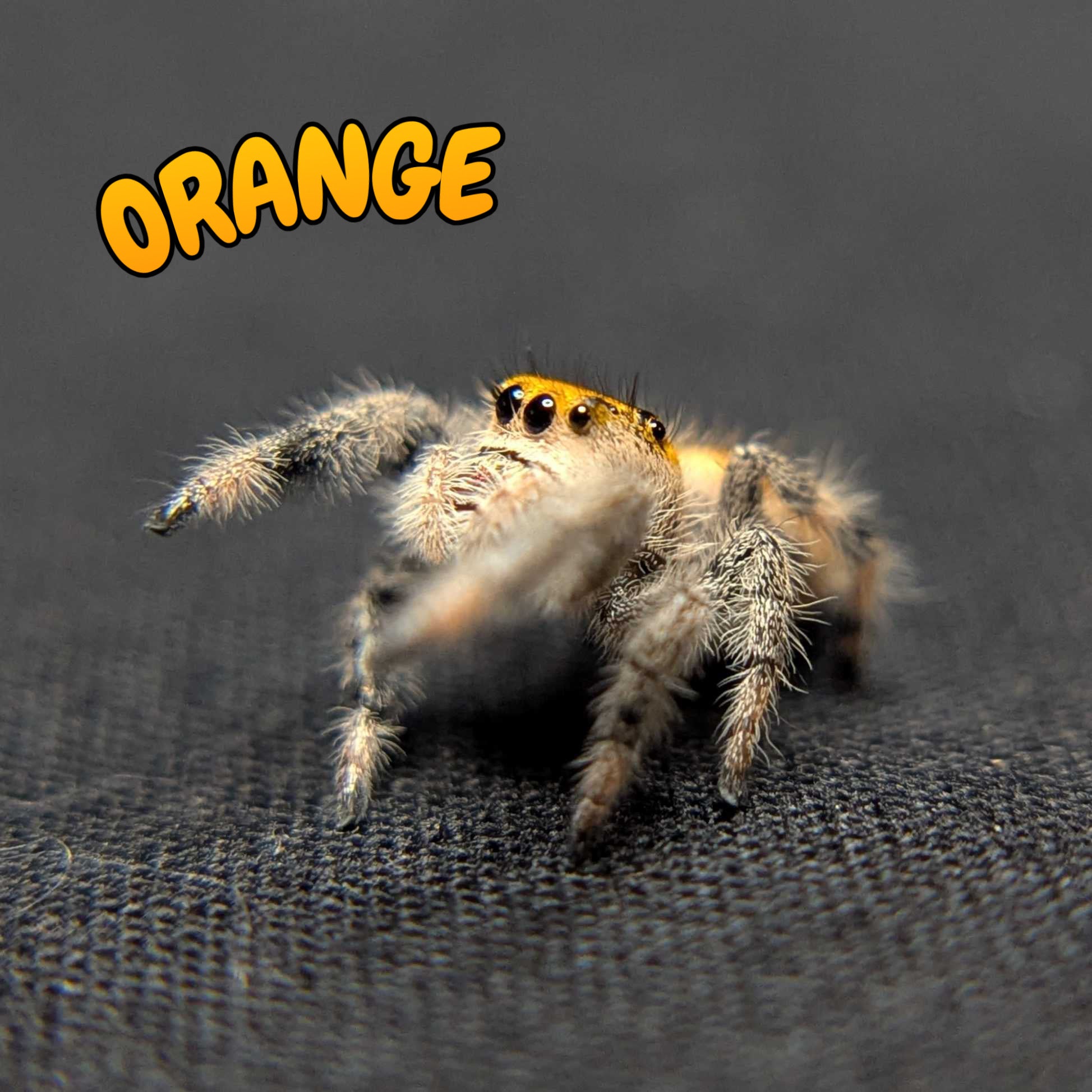 Regal Jumping Spider "Orange"