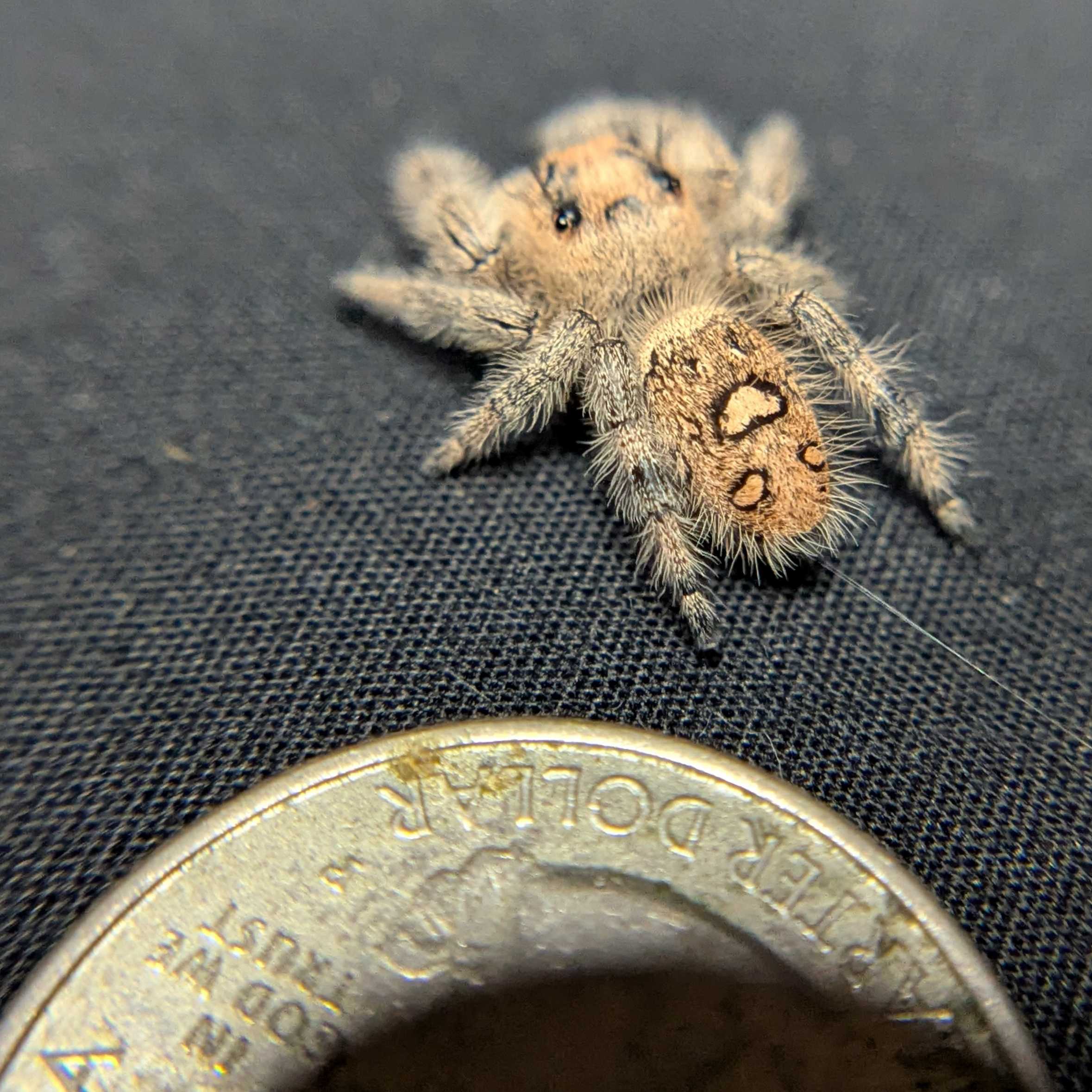 Regal Jumping Spider "Peach Puff”