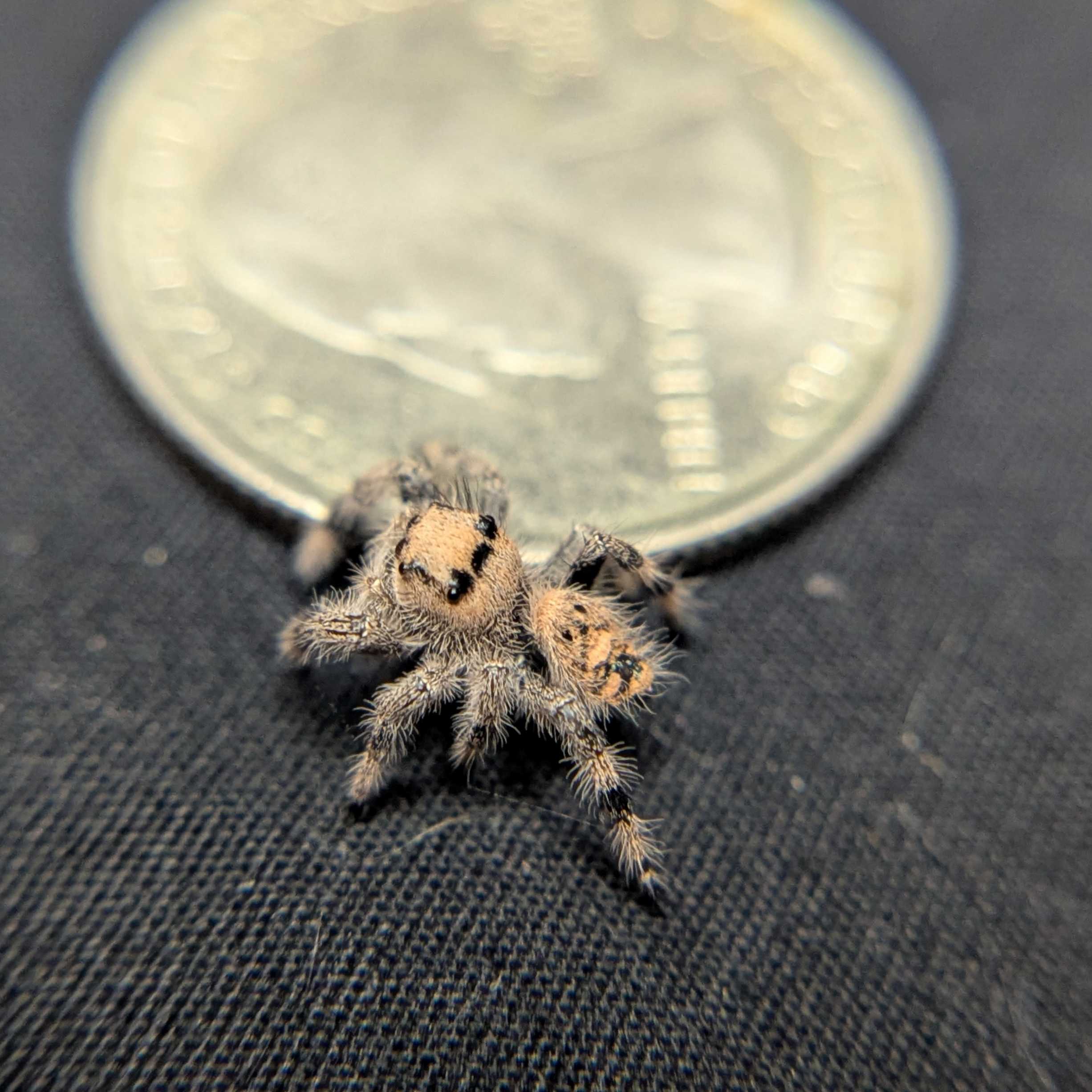Regal Jumping Spider “Sprite”
