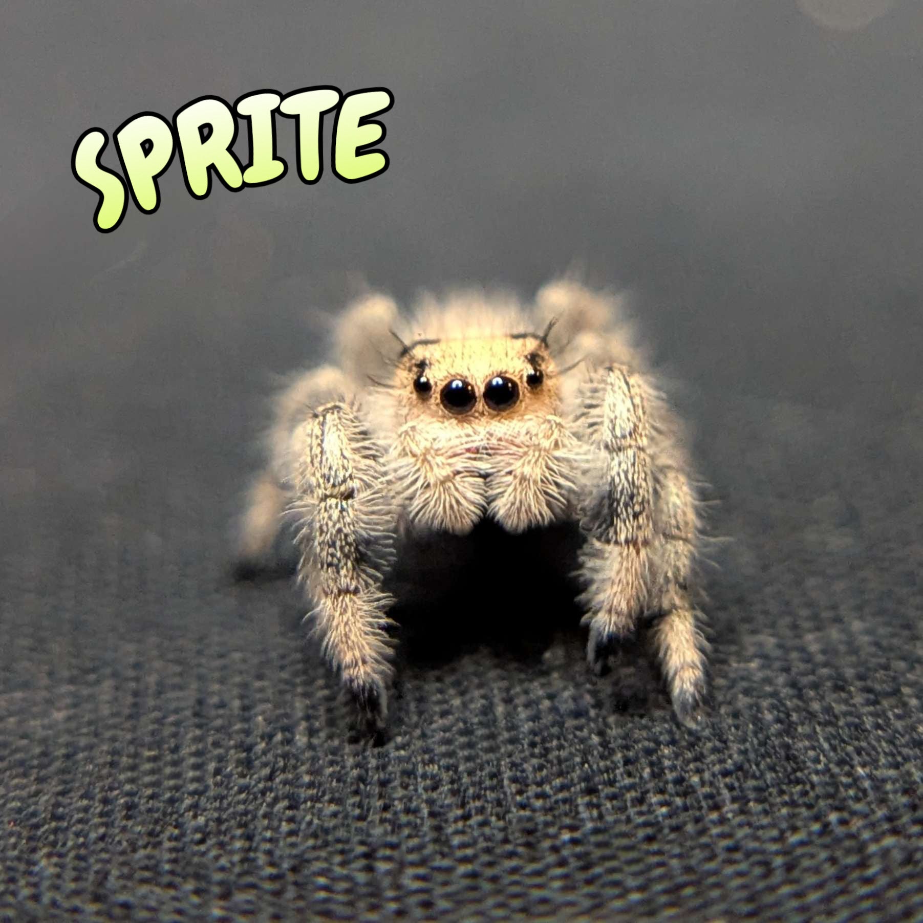 Regal Jumping Spider “Sprite”