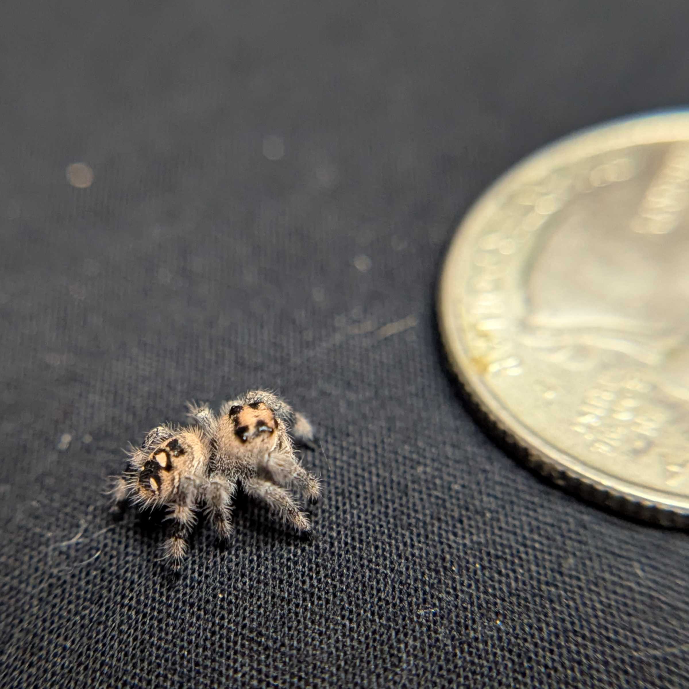 Regal Jumping Spider "Sandy"