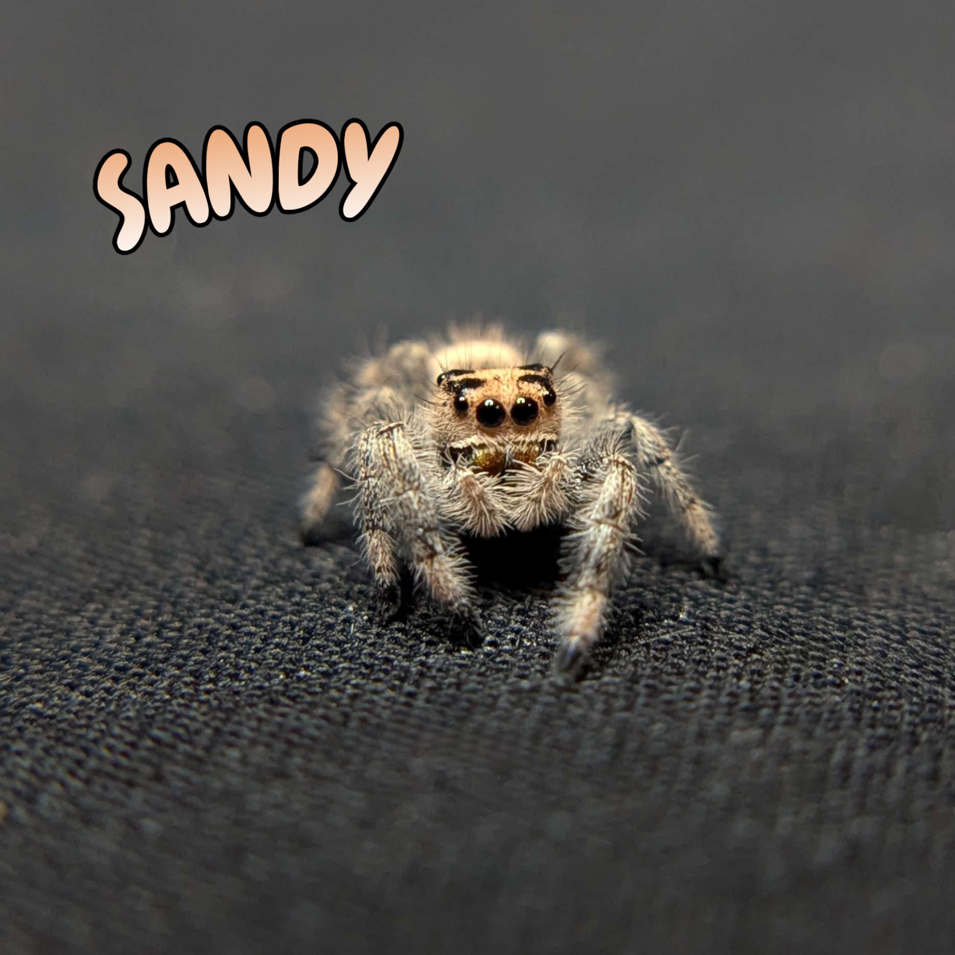 Regal Jumping Spider "Sandy"