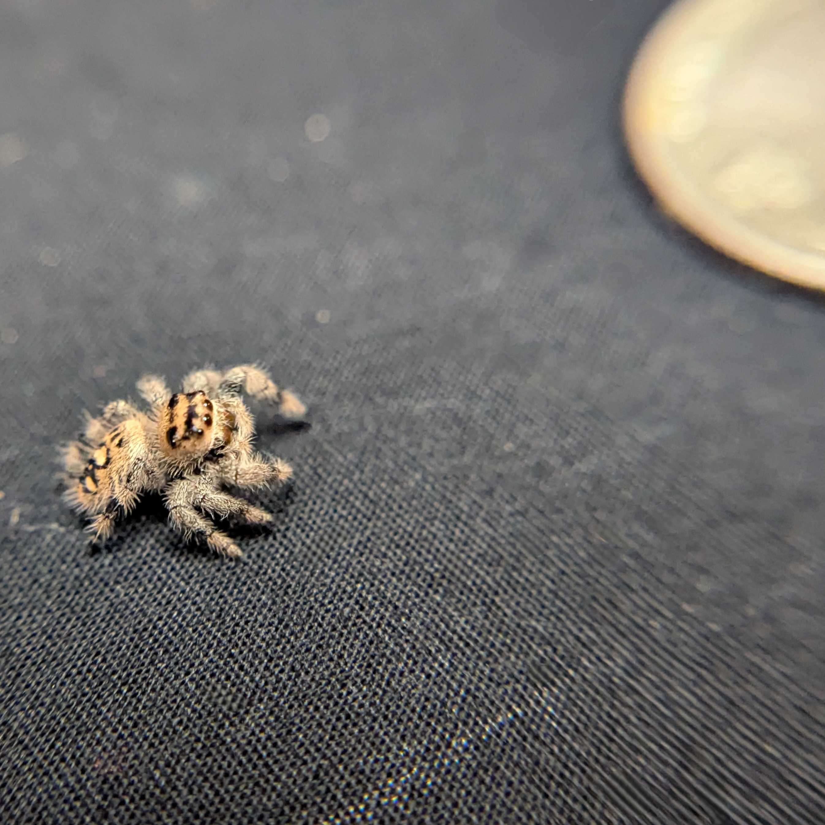 Regal Jumping Spider "Hex"