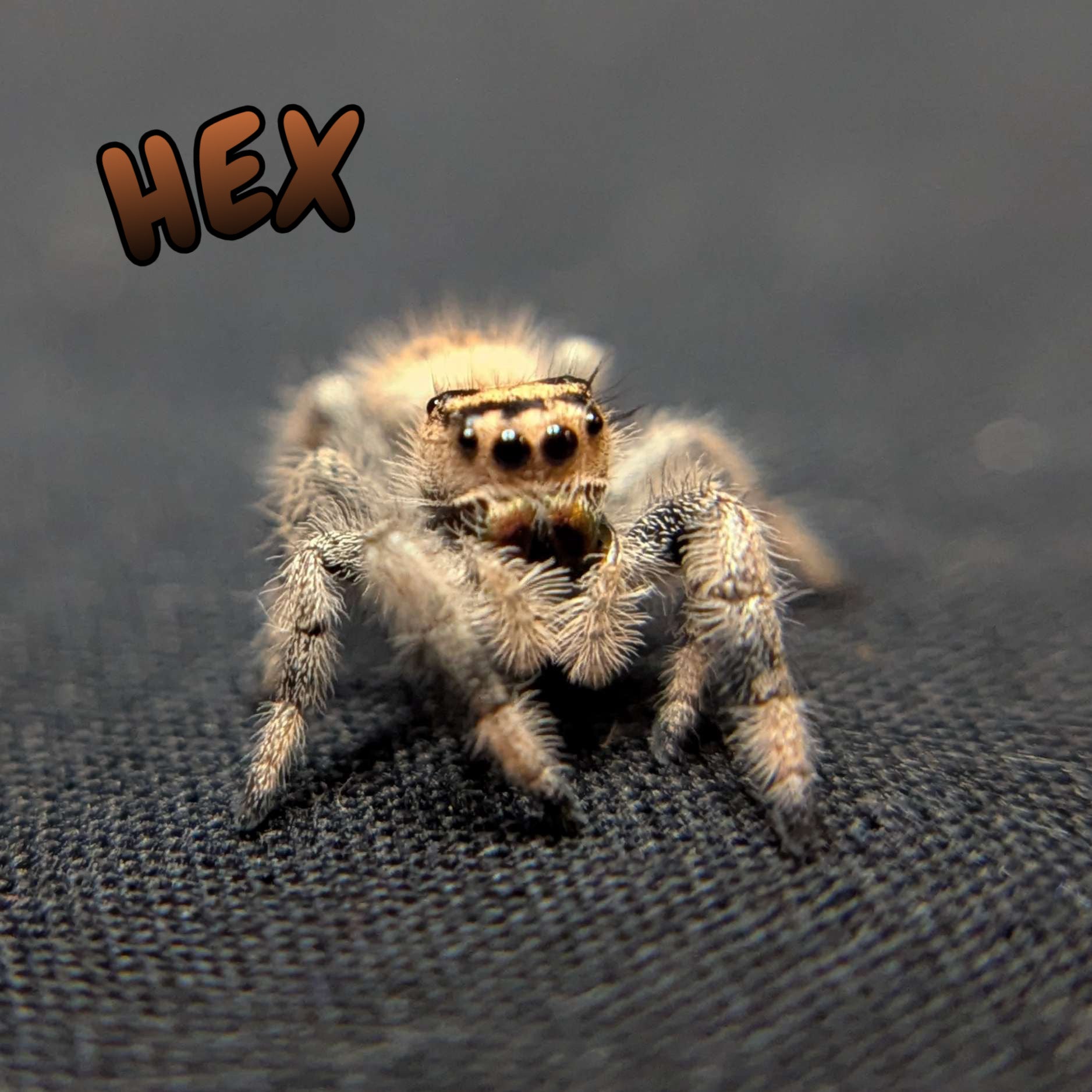 Regal Jumping Spider "Hex"