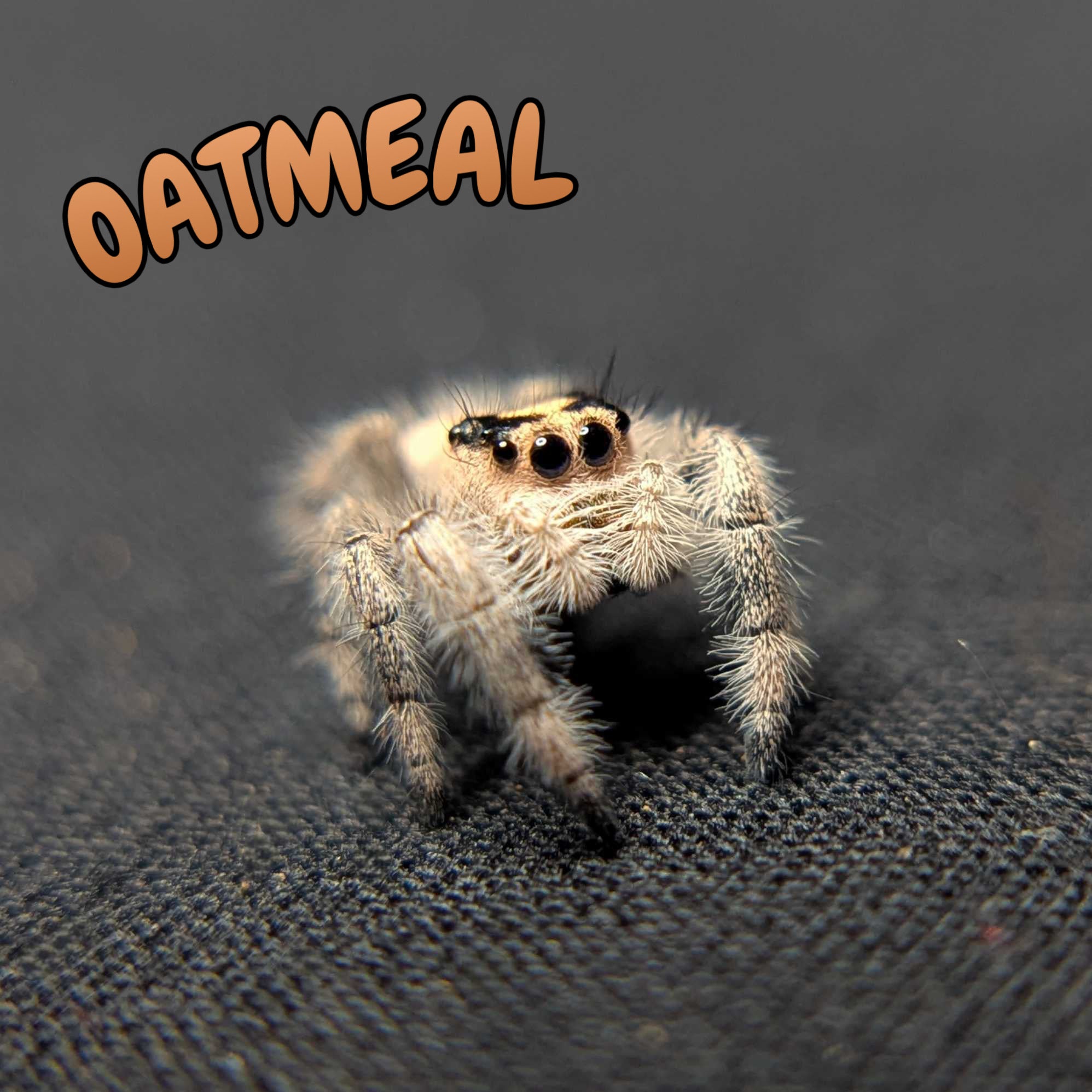 Regal Jumping Spider "Oatmeal"