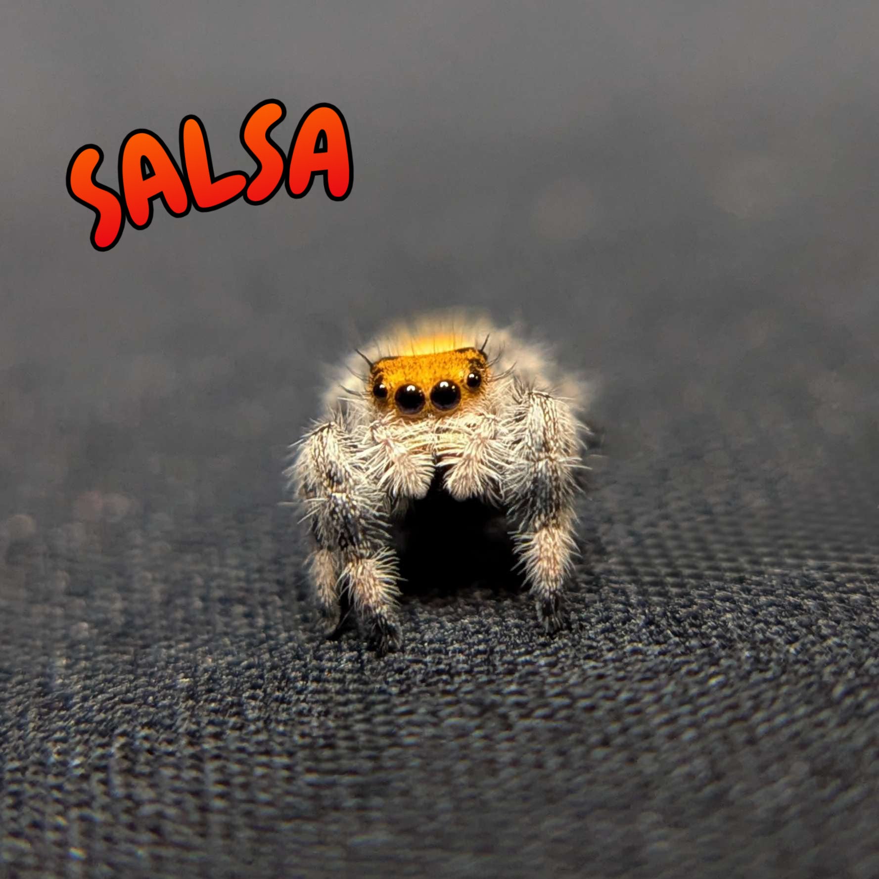 Regal Jumping Spider "Salsa"