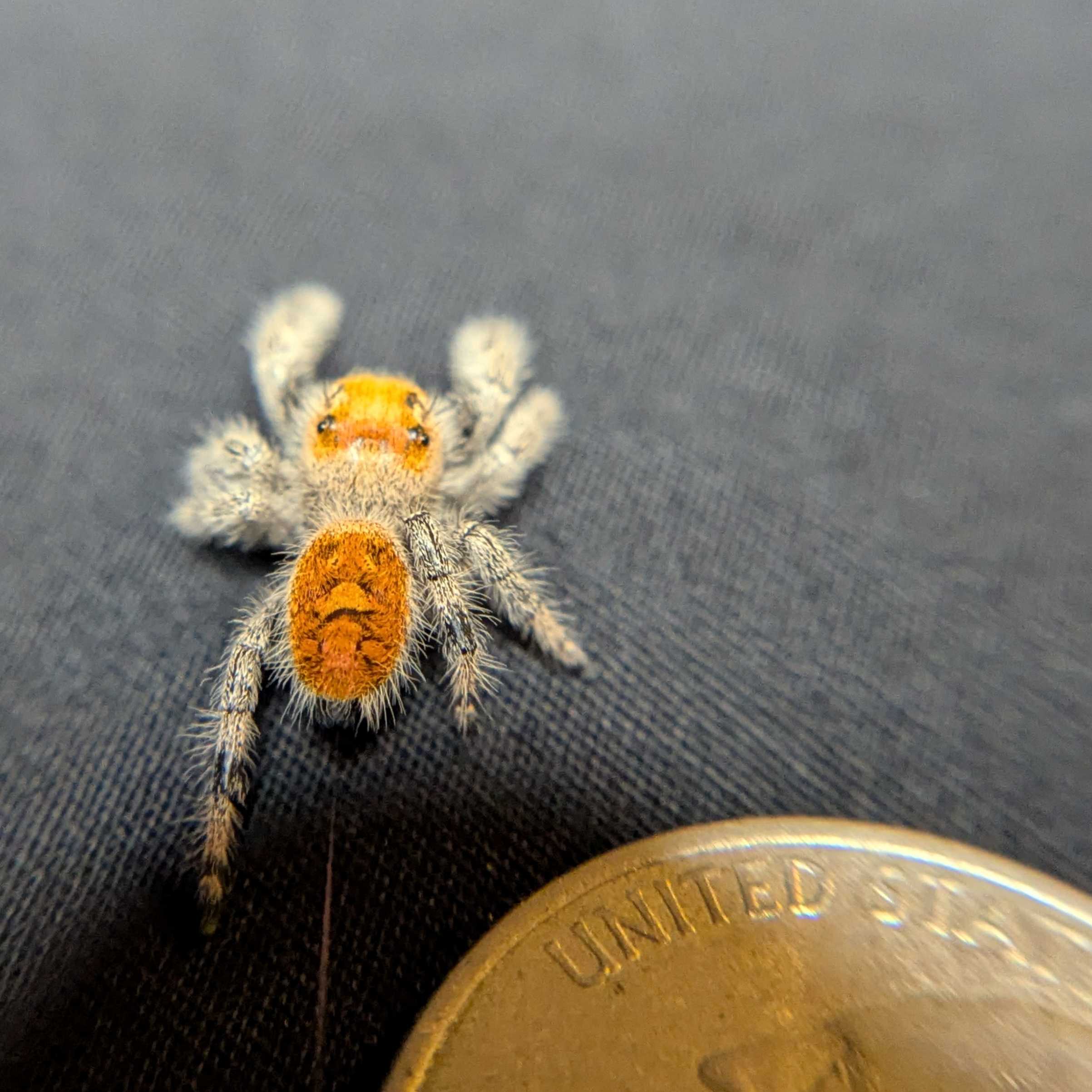 Regal Jumping Spider “Aurelia”