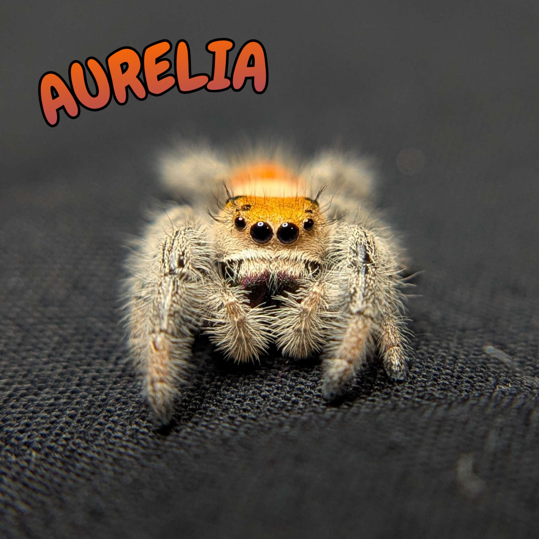 Regal Jumping Spider “Aurelia”