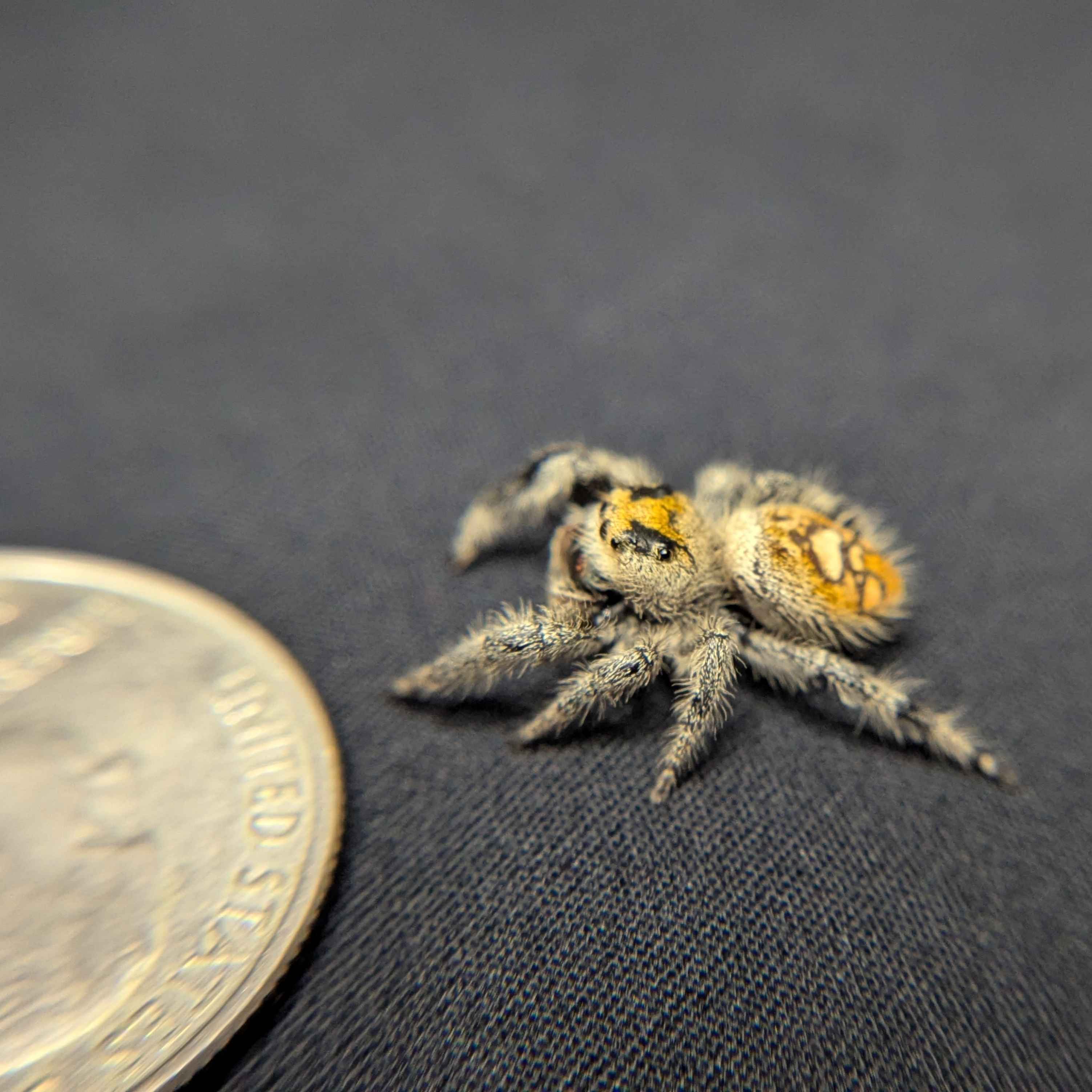 Regal Jumping Spider “Apple Crisp”