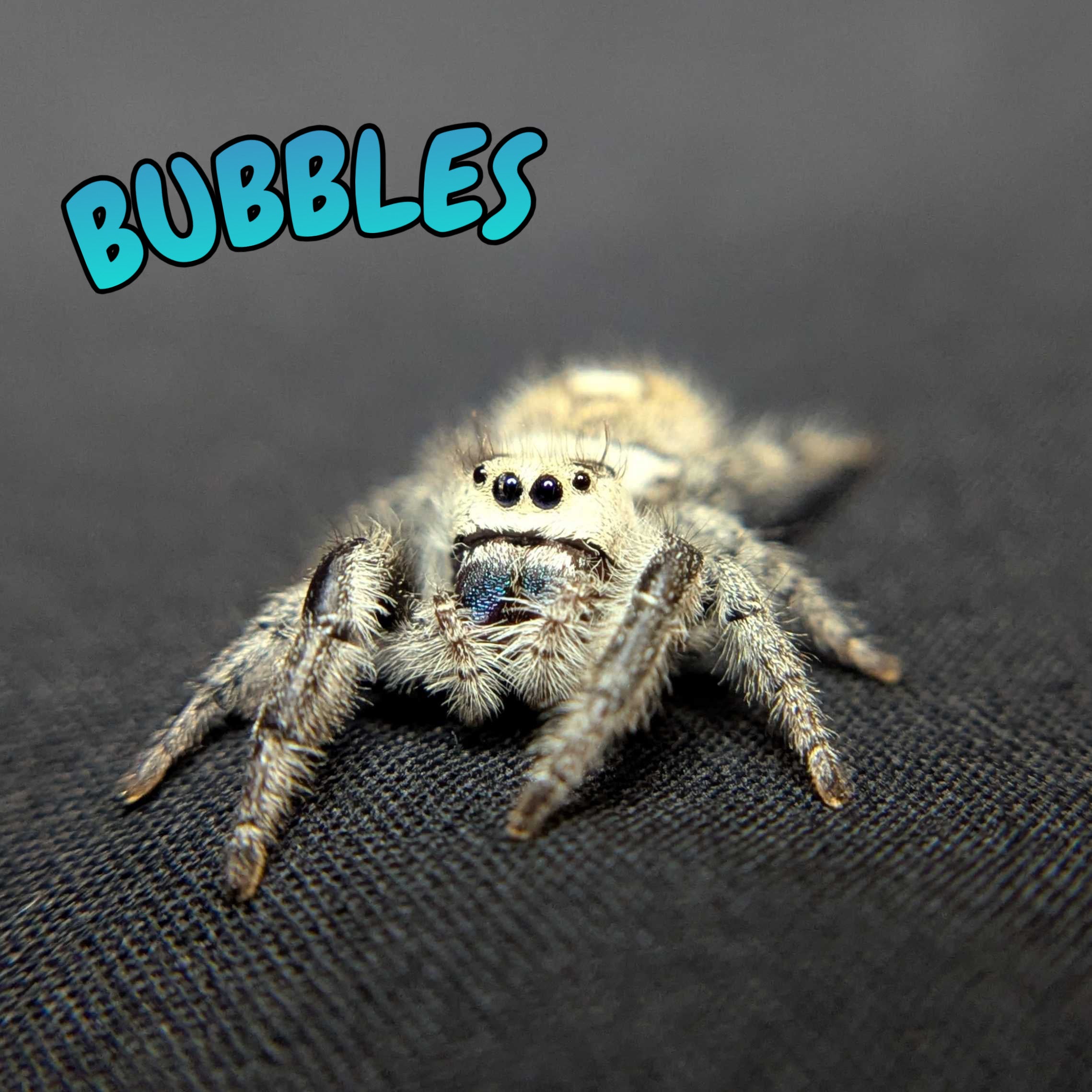 Regal Jumping Spider "Bubbles"