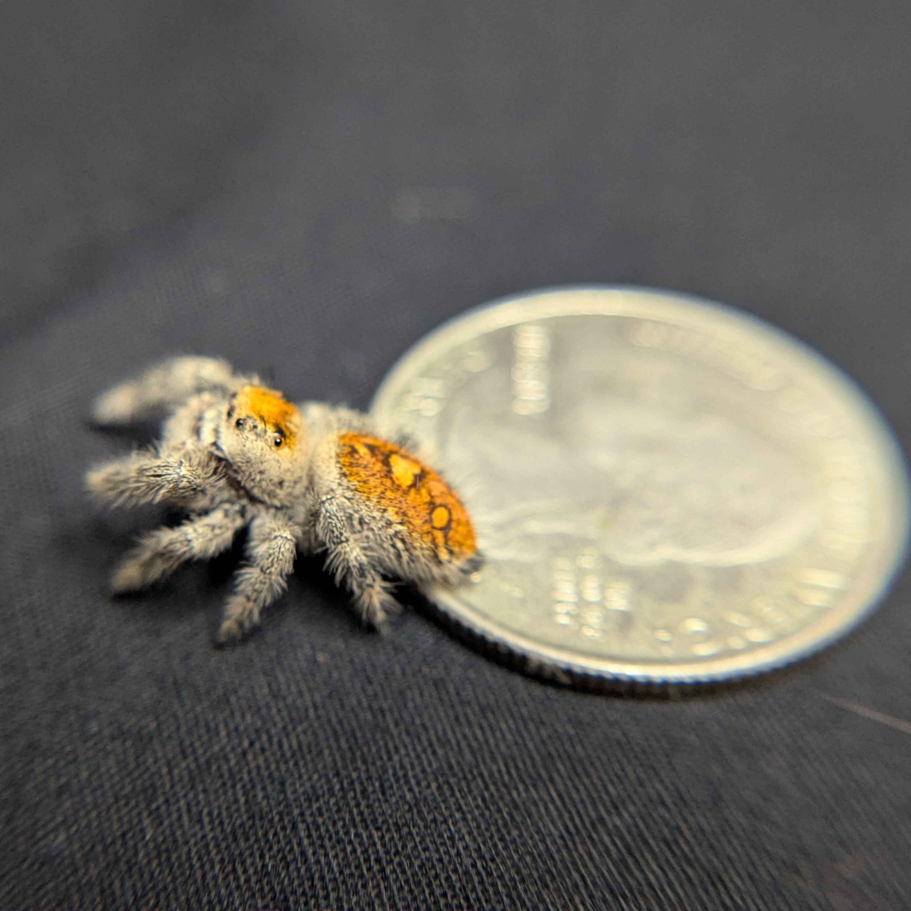 Regal Jumping Spider "Ambrimyst"
