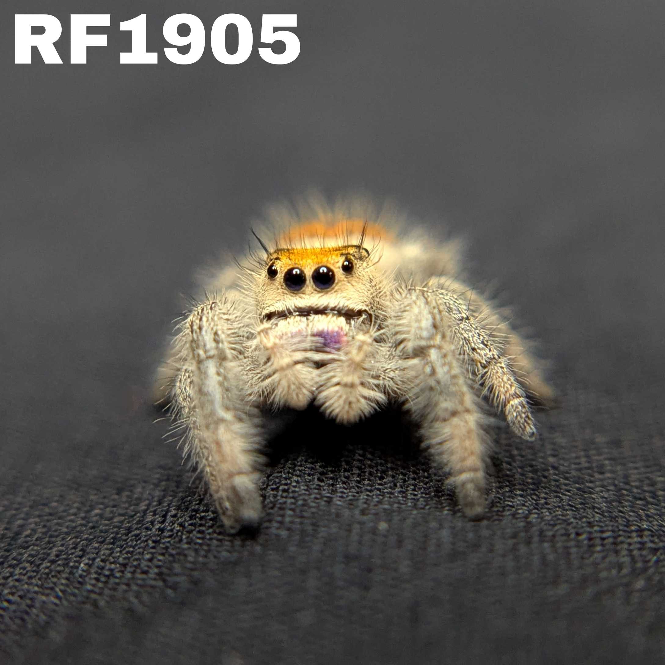Regal Jumping Spider "Ambrimyst"
