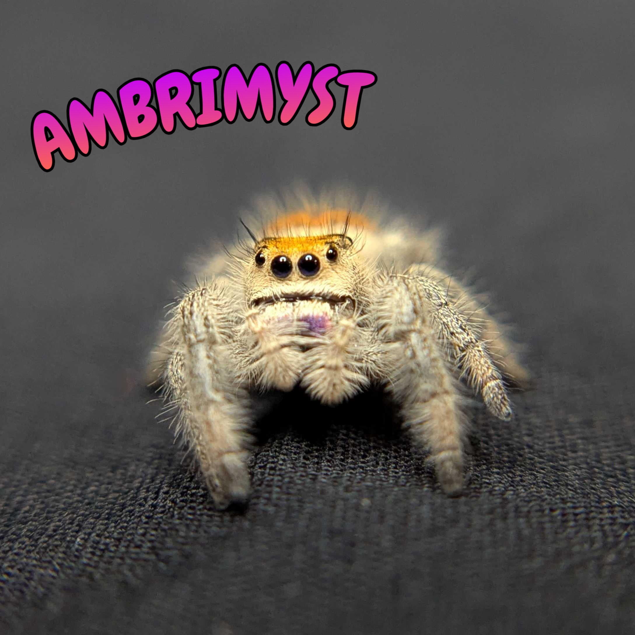 Regal Jumping Spider "Ambrimyst"