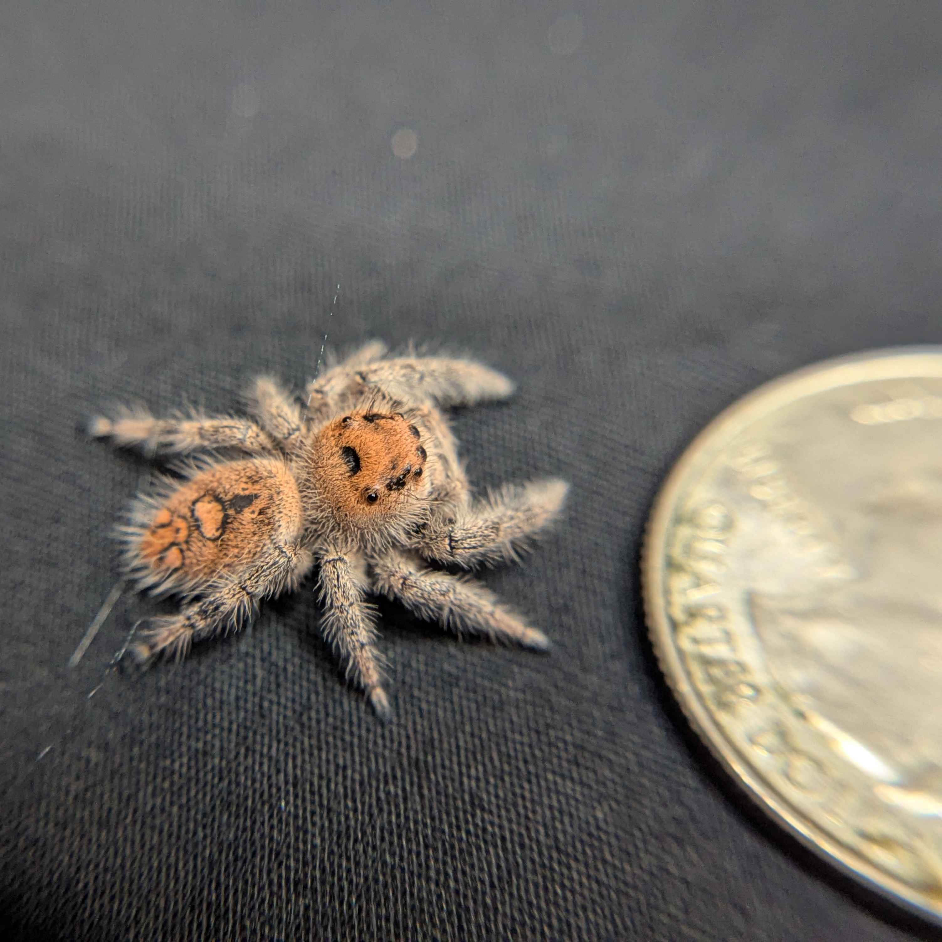 Regal Jumping Spider "Bengal"