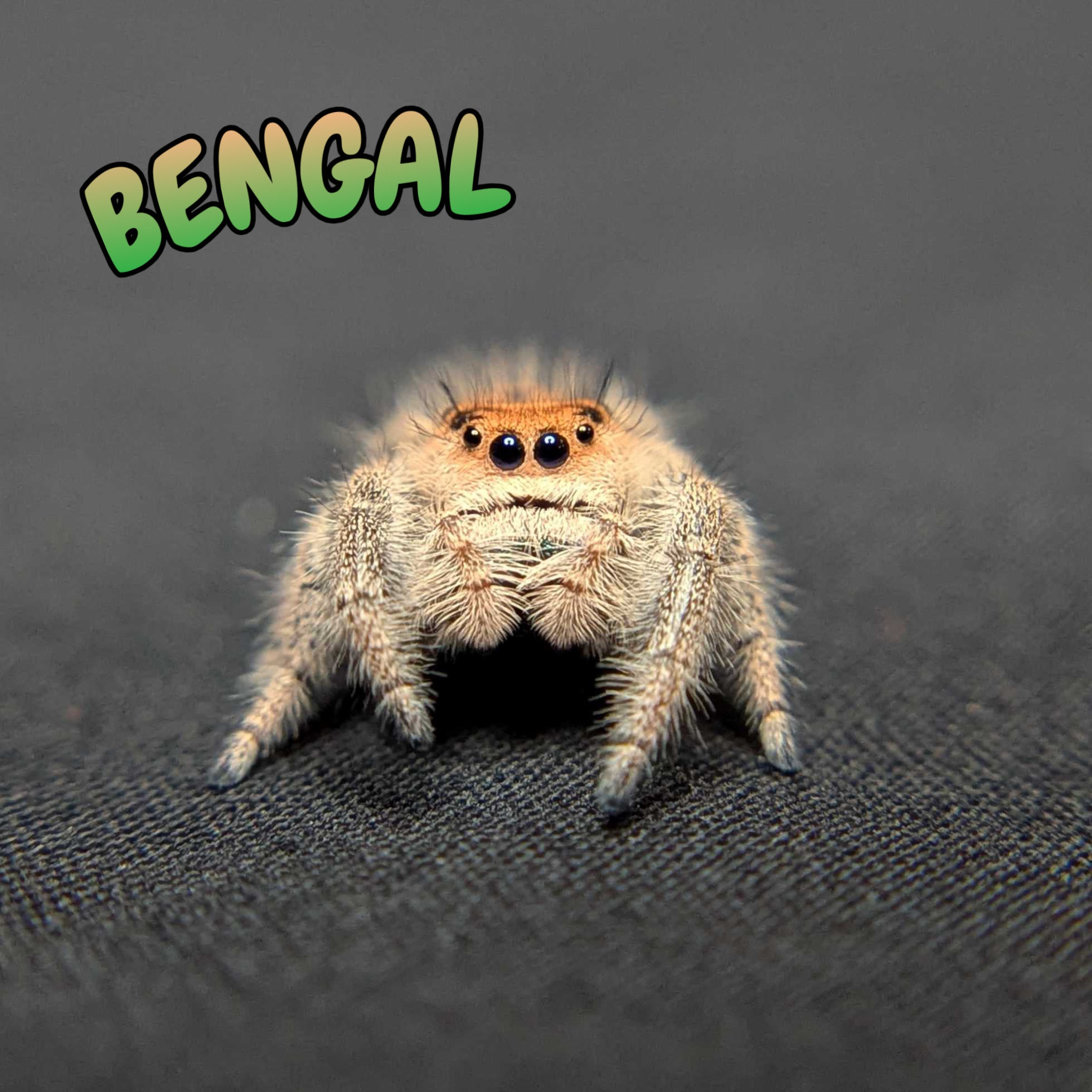 Regal Jumping Spider "Bengal"