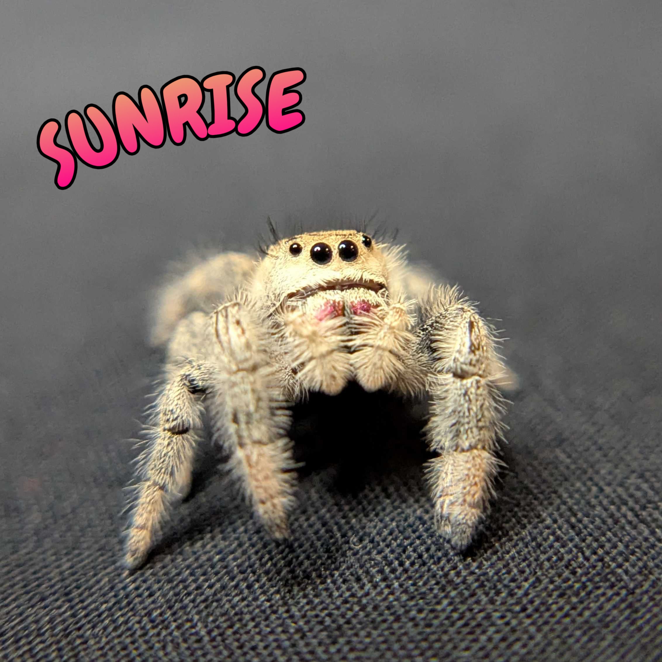 Regal Jumping Spider "Sunrise"