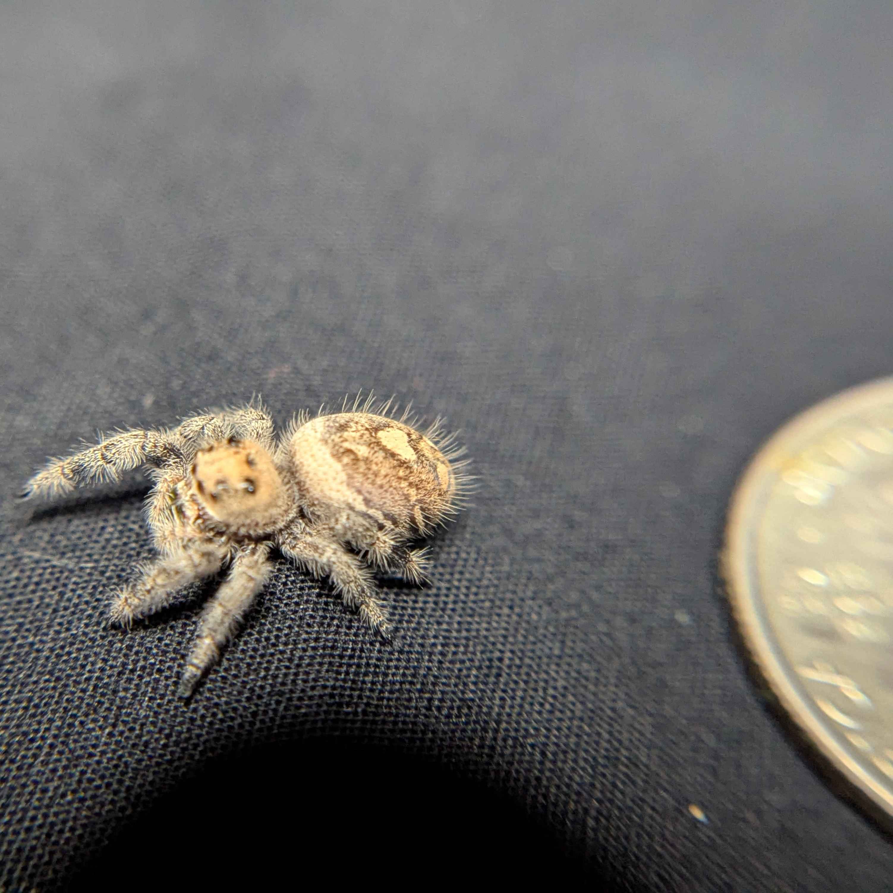 Regal Jumping Spider "Maroon"