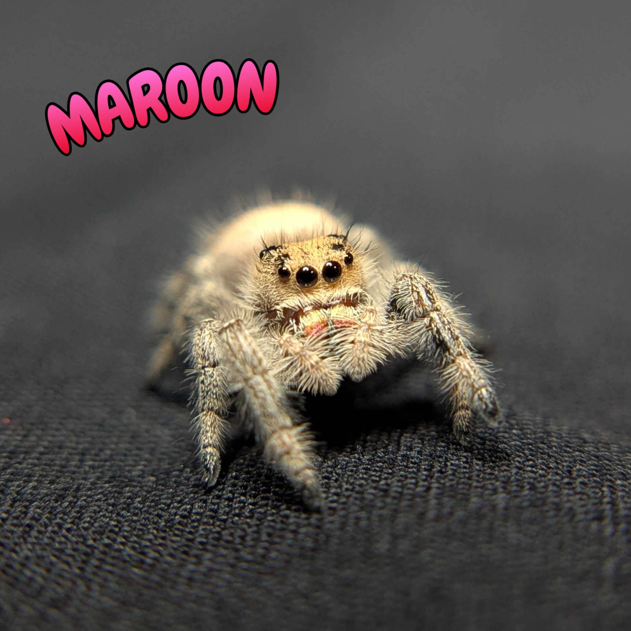 Regal Jumping Spider "Maroon"