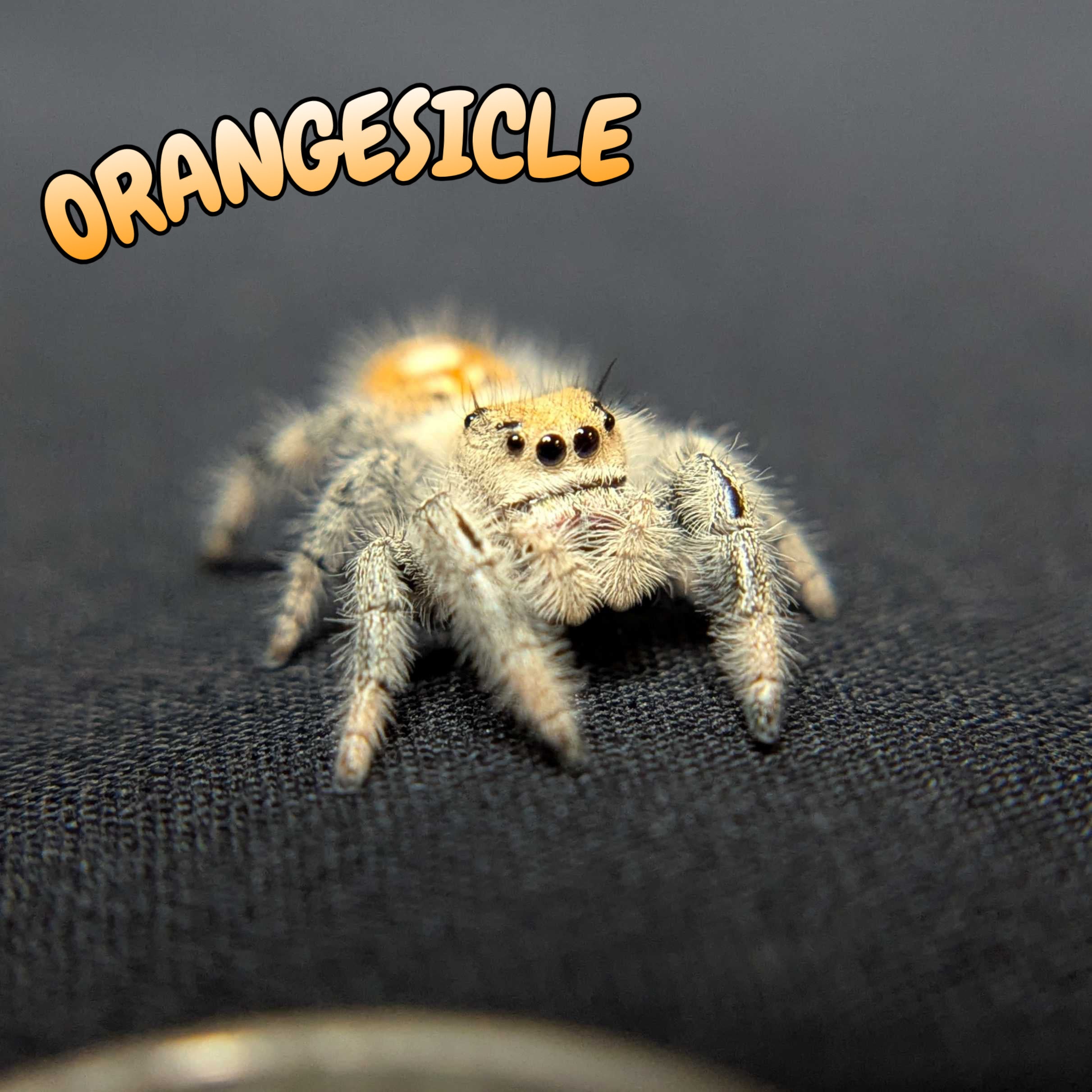 Regal Jumping Spider “Orangesicle”