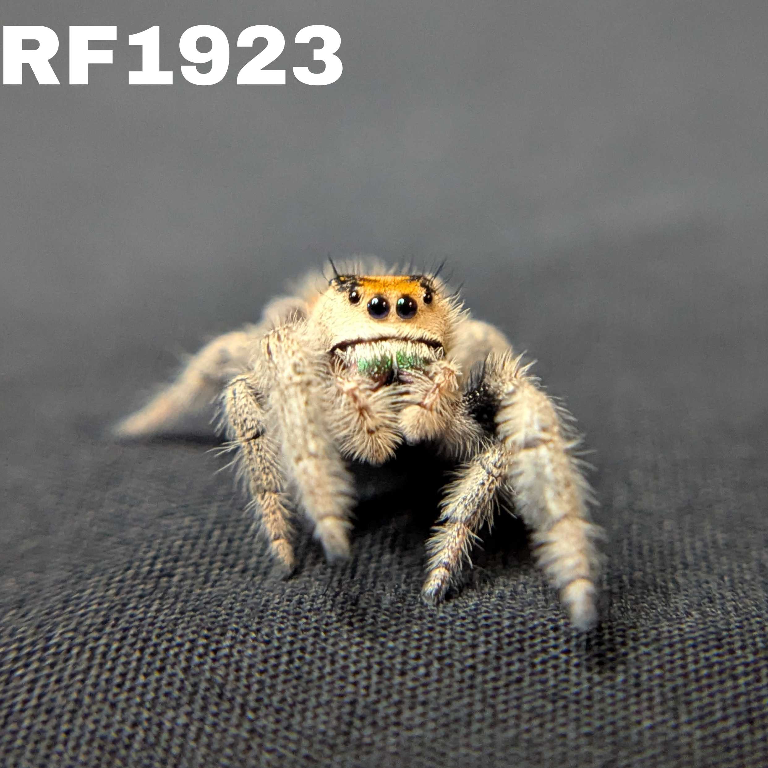 Regal Jumping Spider "Pea"