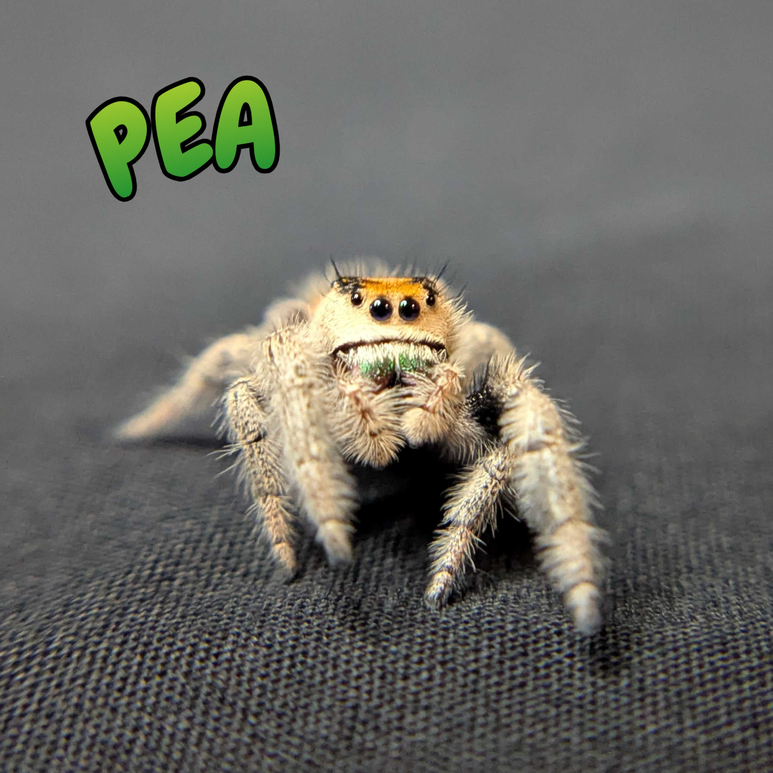 Regal Jumping Spider "Pea"